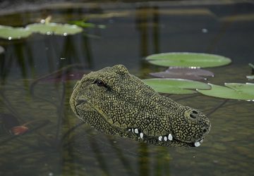 LB H&F Lilienburg Teichfigur LB H&F Teichfigur Krokodil Kopf Schwimmtier Alligator, (Tierfigur Gartenteich Miniteich grün Teichdeko Krokodilkopf Pool Teich Gartendeko Teichtier), schwimmt, detailgetreu gearbeitet, Dekofigur 24x12cm