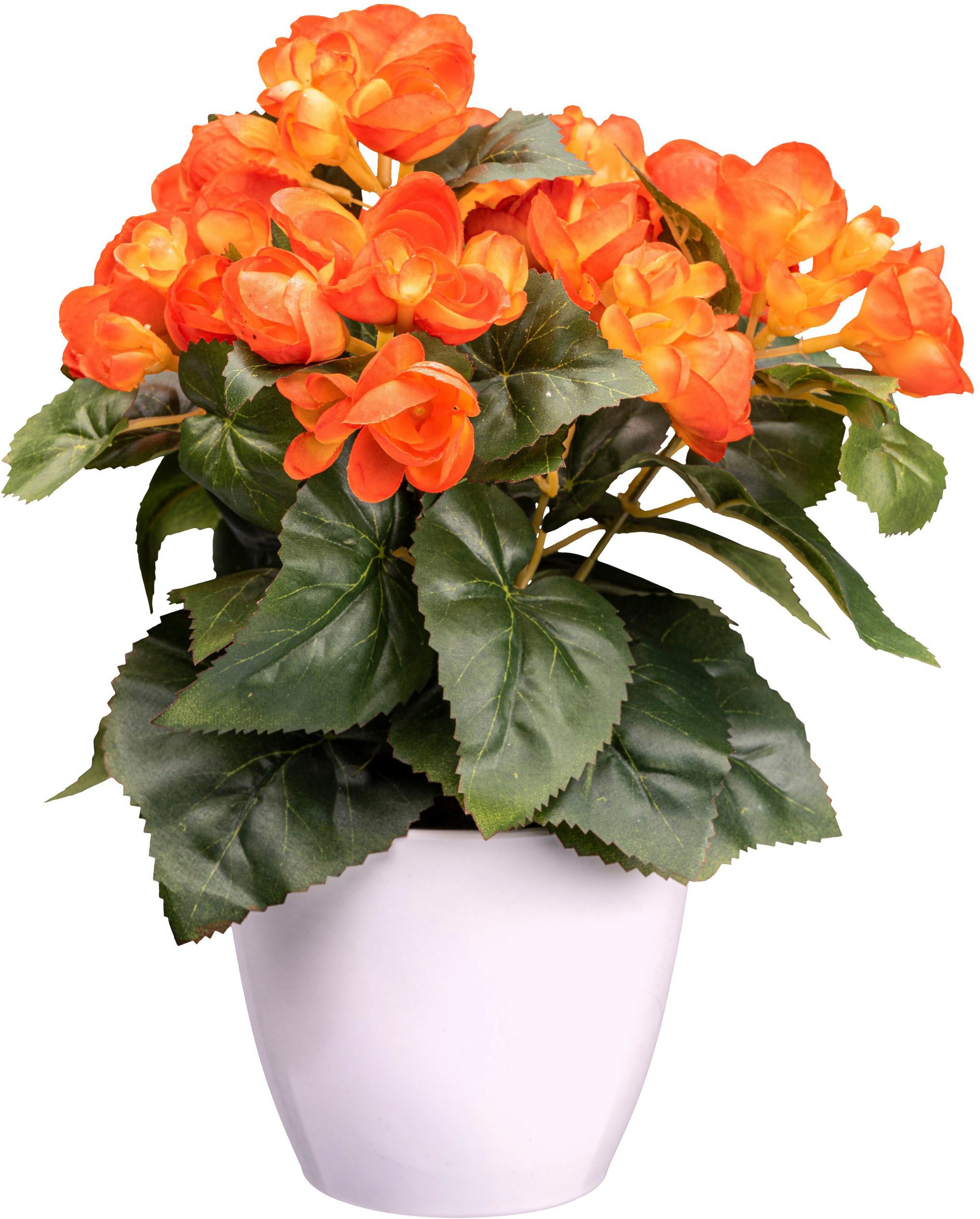 Kunstblume Begonie Blühpflanze, Creativ green, Höhe 28 cm, mit farbenfrohen günstig online kaufen