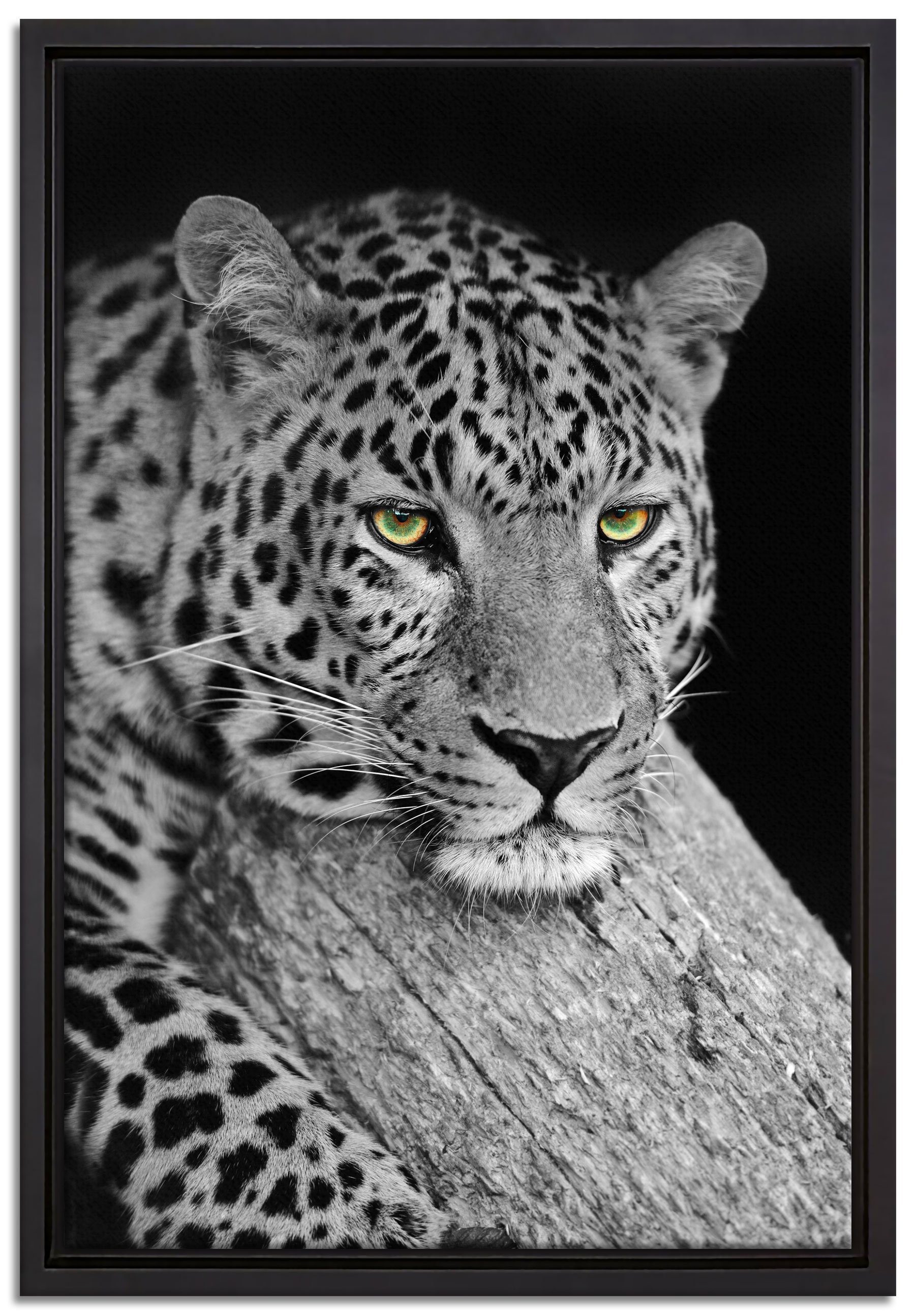 Pixxprint Leinwandbild ruhender Leopard, Wanddekoration (1 St), Leinwandbild fertig bespannt, in einem Schattenfugen-Bilderrahmen gefasst, inkl. Zackenaufhänger