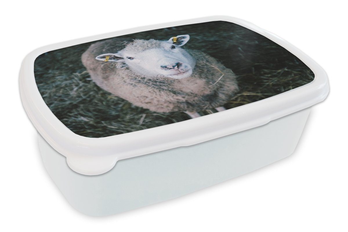 MuchoWow Lunchbox Schafe - Tiere - Rinder, Kunststoff, (2-tlg), Brotbox für Kinder und Erwachsene, Brotdose, für Jungs und Mädchen weiß