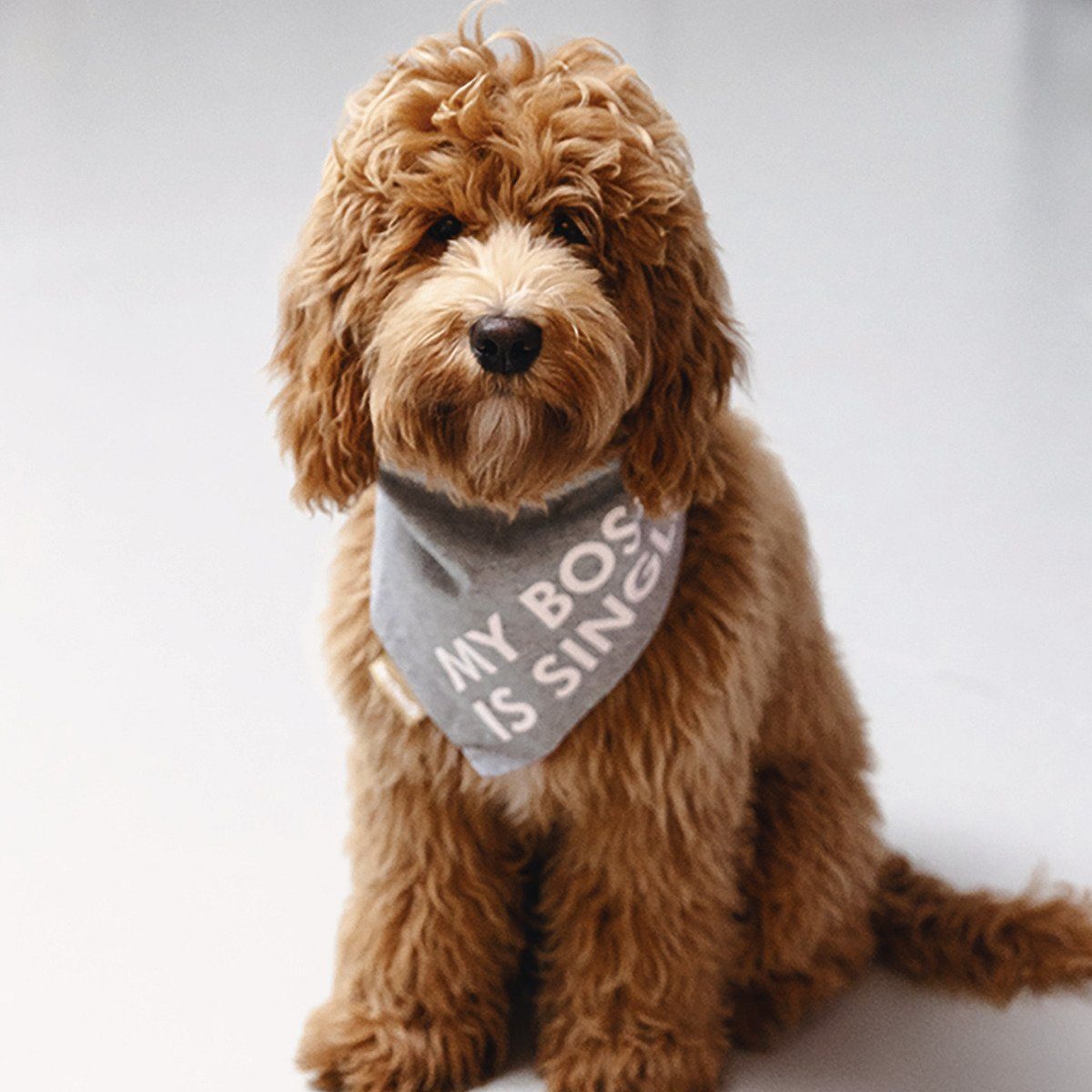 Beeztees Tier-Halstuch Bandana Single Boss grau