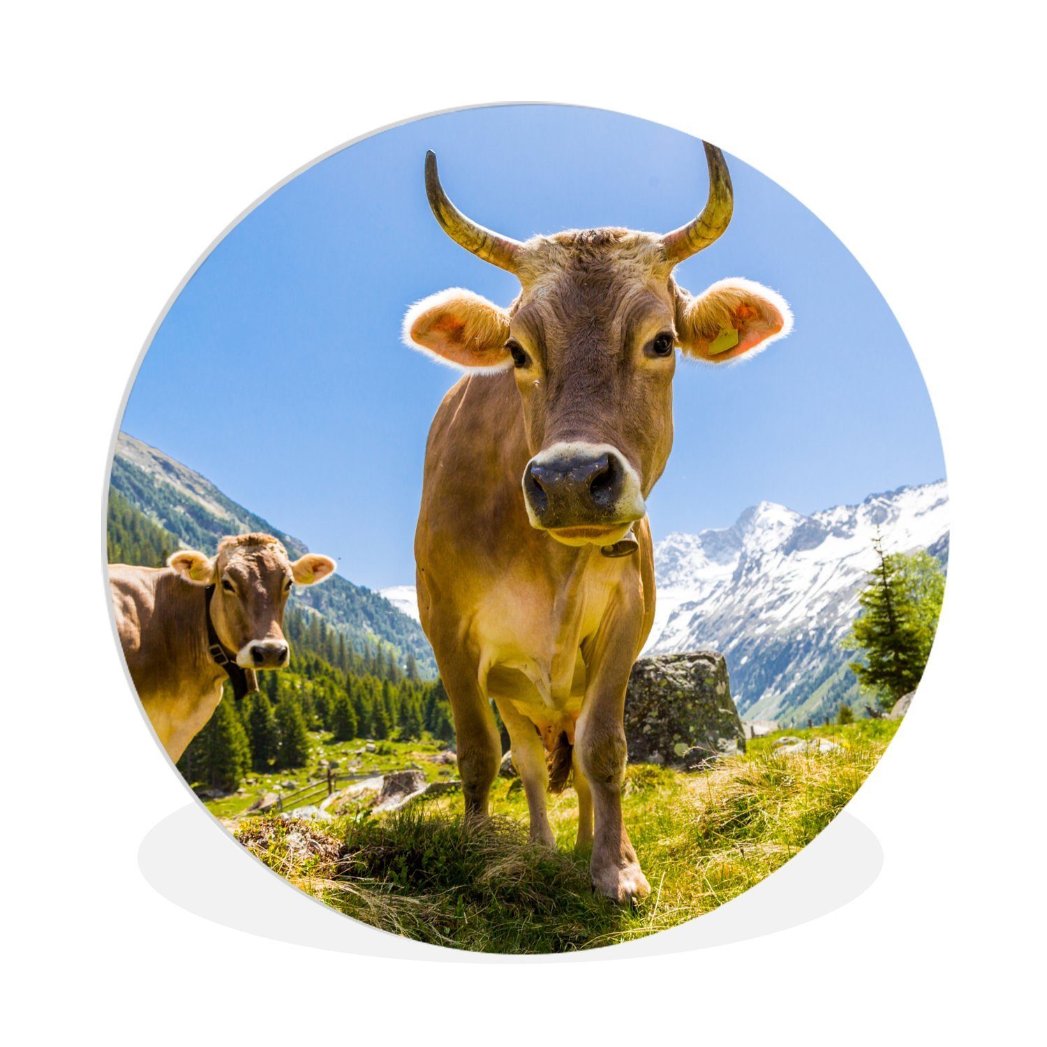 Gemälde Kühe - Sonne - Österreich