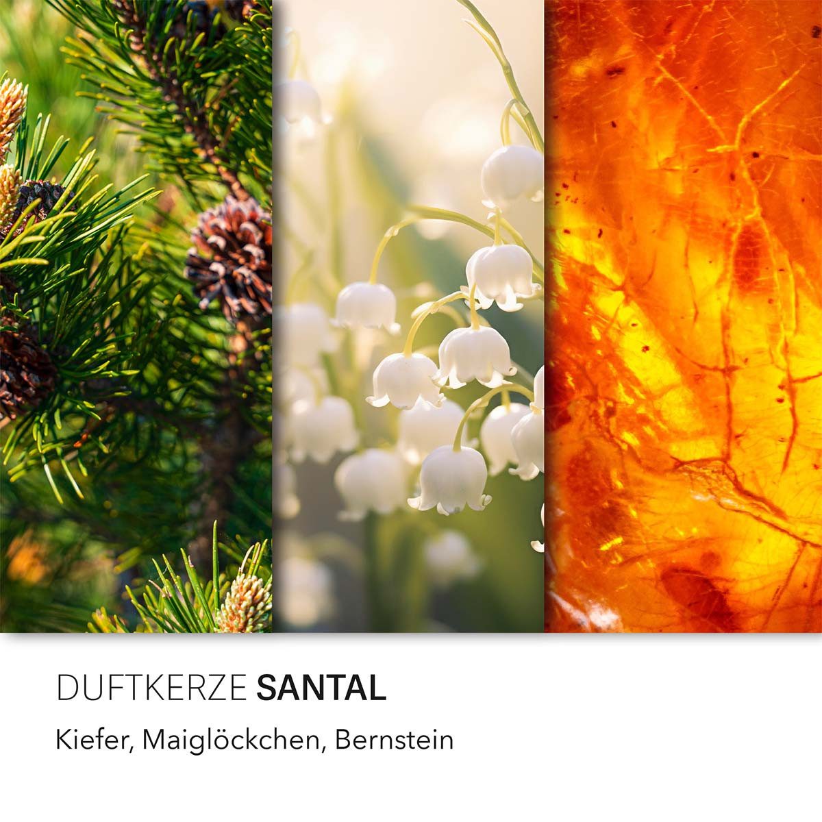 Candle BROTHERS Duftkerze Santal - 510g günstig online kaufen