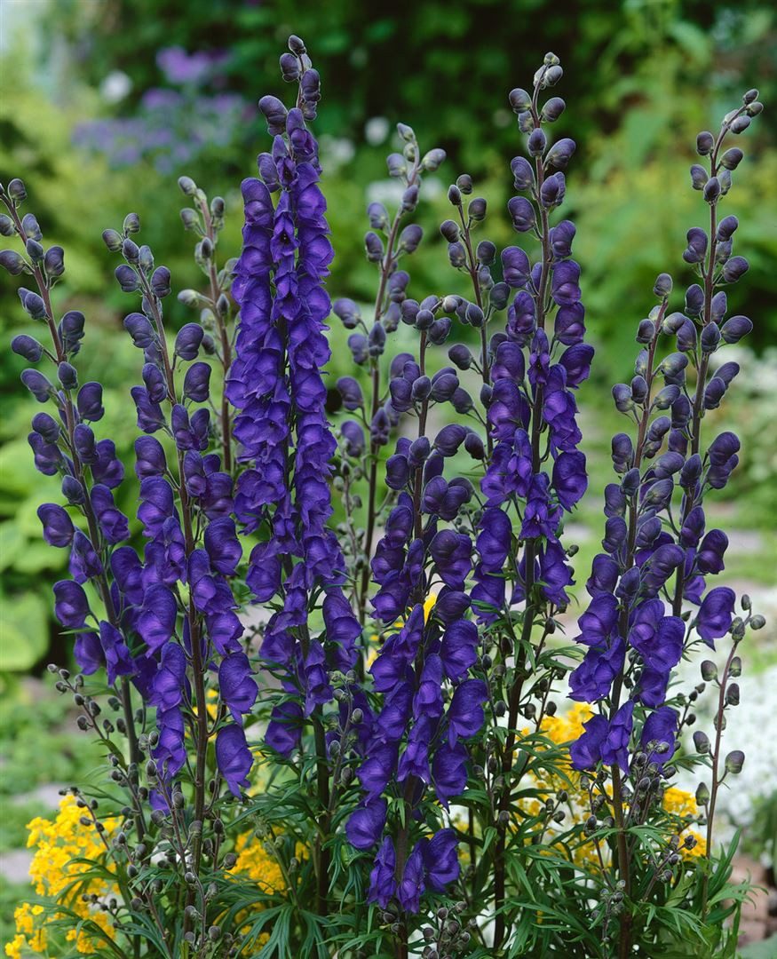Pflanzen für Dich Staude Aconitum nap. Newry Blue, 1 St., Eisenhut, Blauer Eisenhut, Sturmhut