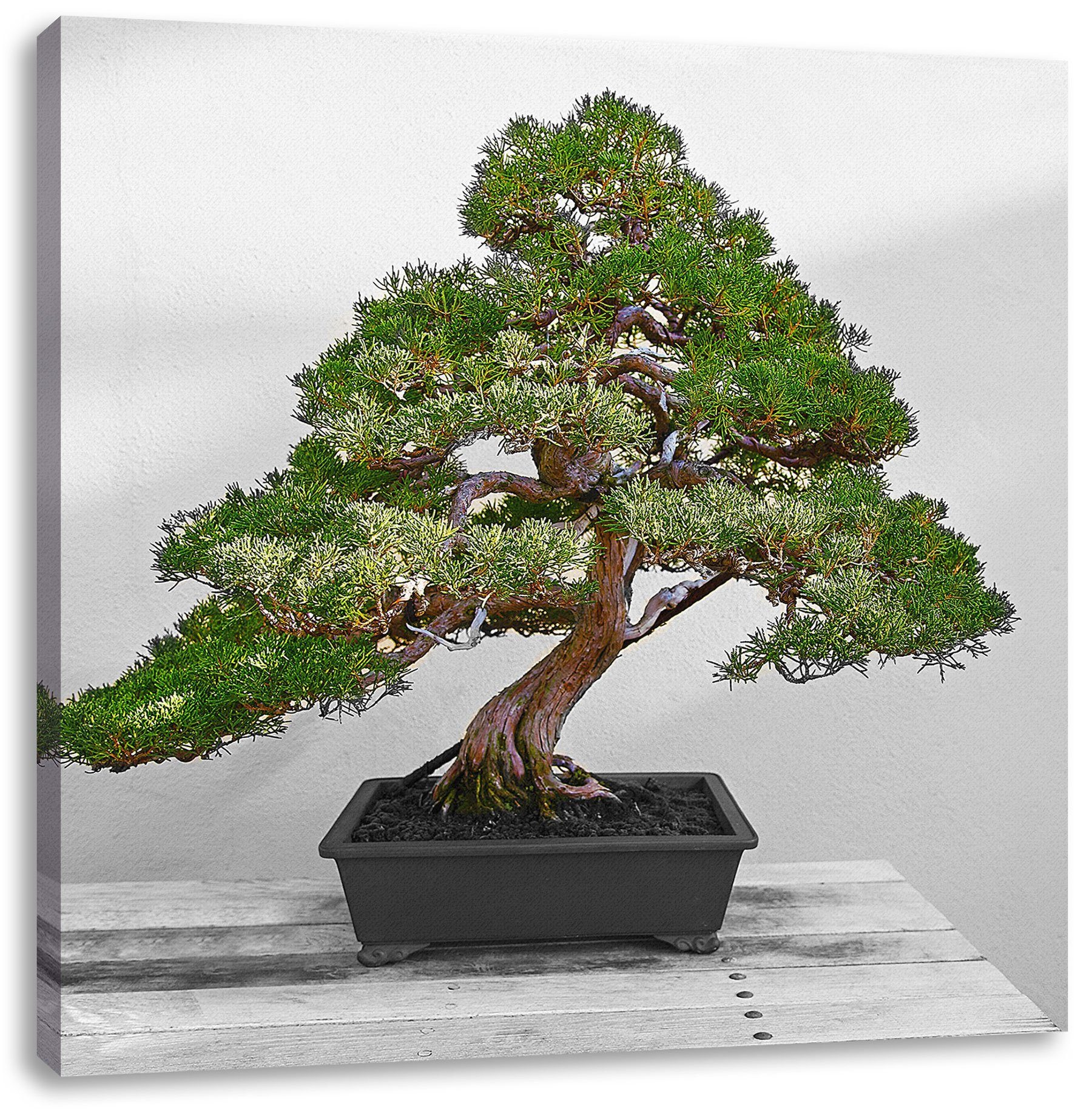 Bonsai St), Leinwandbild Baum Baum, bespannt, Leinwandbild Pixxprint Bonsai Zackenaufhänger (1 inkl. fertig