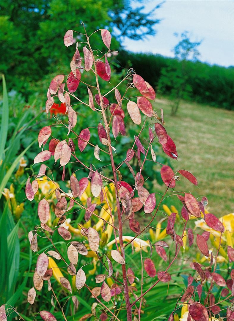 Pflanzen für Dich Staude Lunaria rediviva, 1 St., Ausdauerndes Silberblatt, Wildes Silberblatt, Mondviole