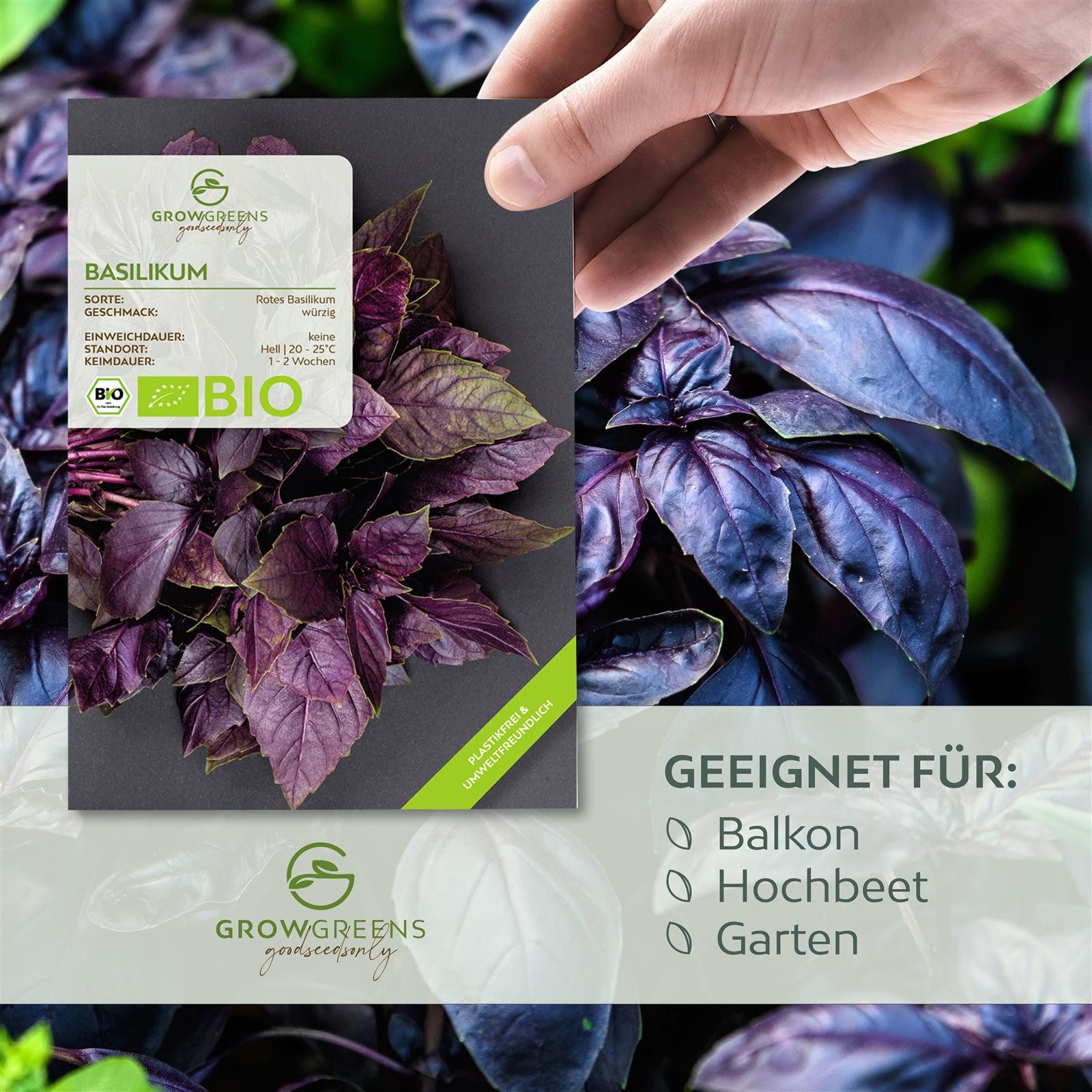 Growgreens Kräutersamen BIO Basilikum Samen Rot - Küchenkräuter Saatgut bio günstig online kaufen