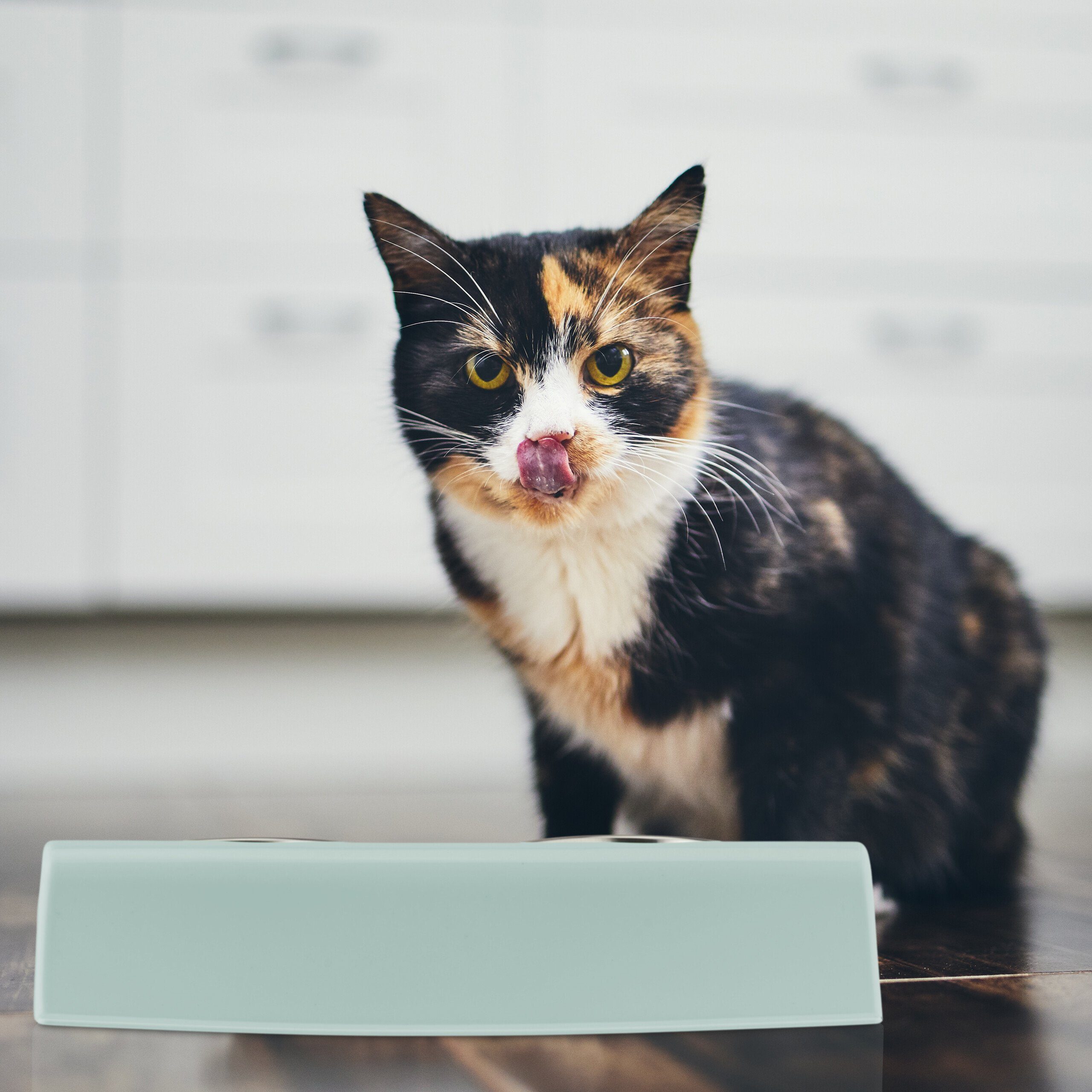 relaxdays Napf-Set Erhöhter Doppelnapf 2er Set, blau