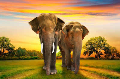 Papermoon Fototapete Elephants Family, glatt