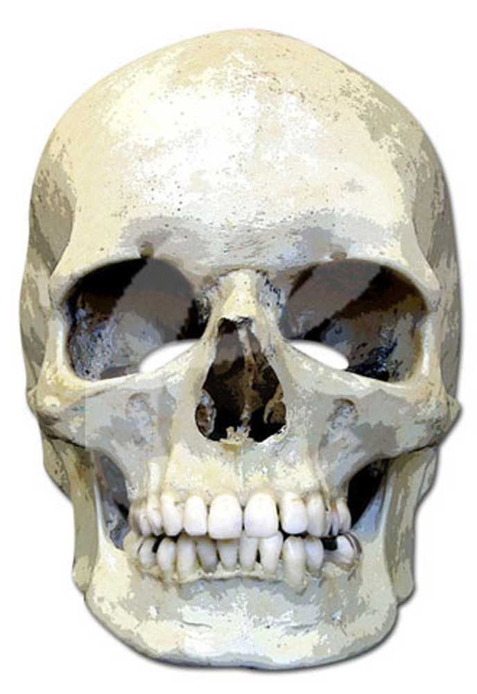 Verkleidungsmaske Skull - Masken - Promi Maske
