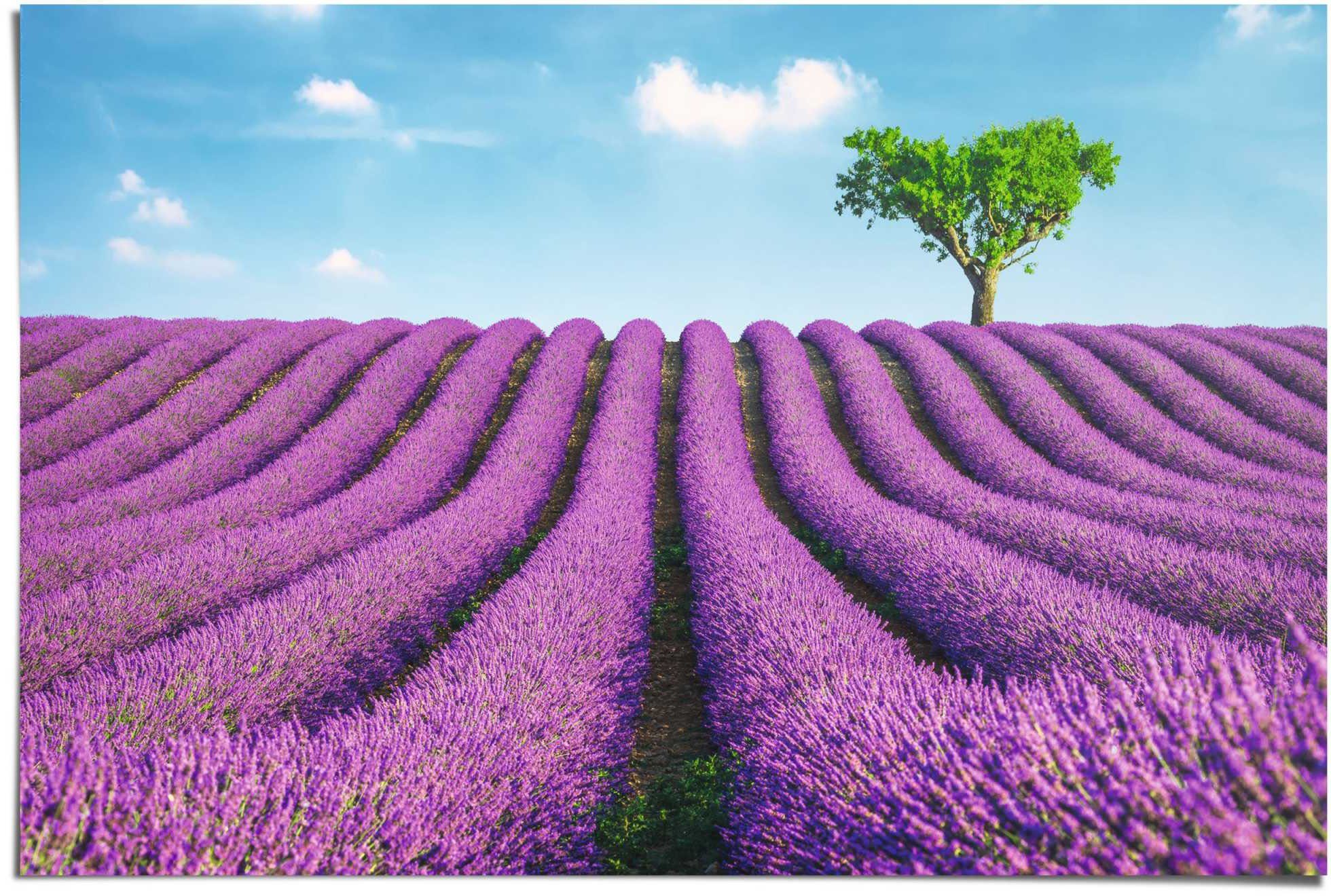 Reinders! Poster »Lavendel Felder«, (1 Stück)-Otto