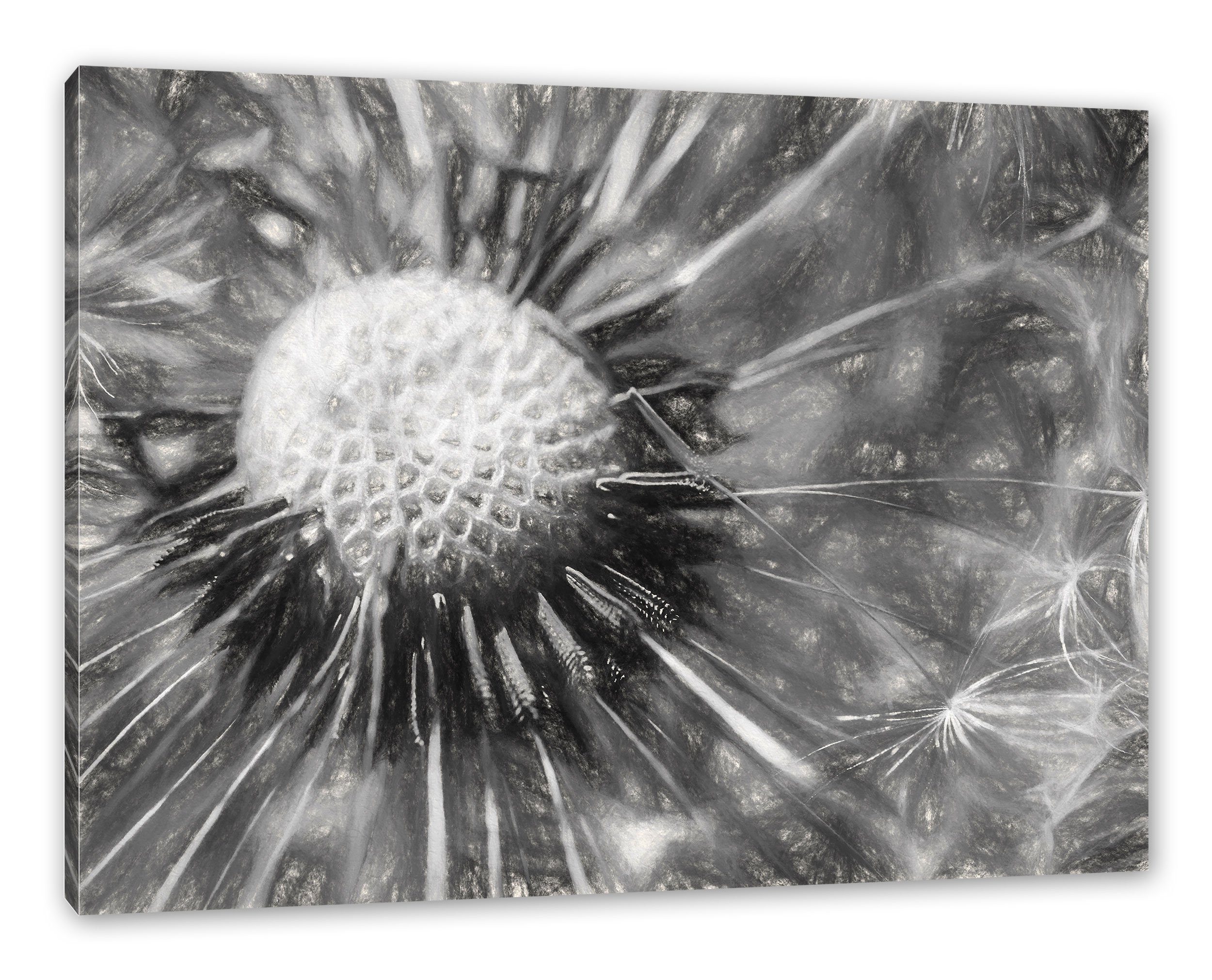 Pixxprint Leinwandbild Nahaufnahme einer Pusteblume, Nahaufnahme einer Pusteblume (1 St), Leinwandbild fertig bespannt, inkl. Zackenaufhänger