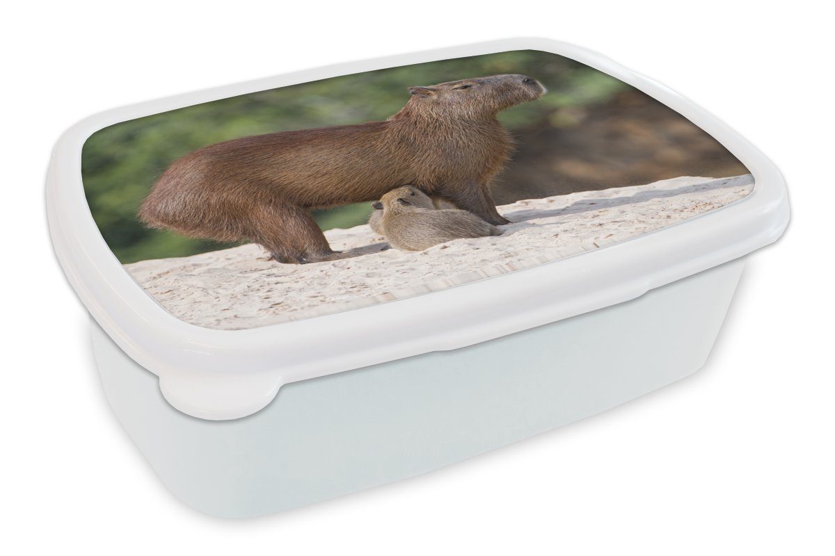 MuchoWow Lunchbox Zwei Wasserschweine füttern ihre Mutter auf einer Sandbank am Fluss, Kunststoff, (2-tlg), Brotbox für Kinder und Erwachsene, Brotdose, für Jungs und Mädchen weiß