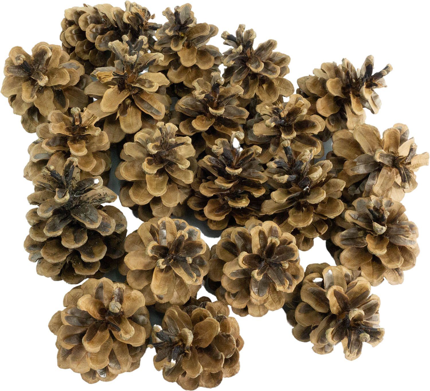 Getzoo Bastelnaturmaterial Getzoo Deutsche Tannenzapfen, 1kg ca. 60 STK. - Naturzapfen für Deko, (1-tlg)