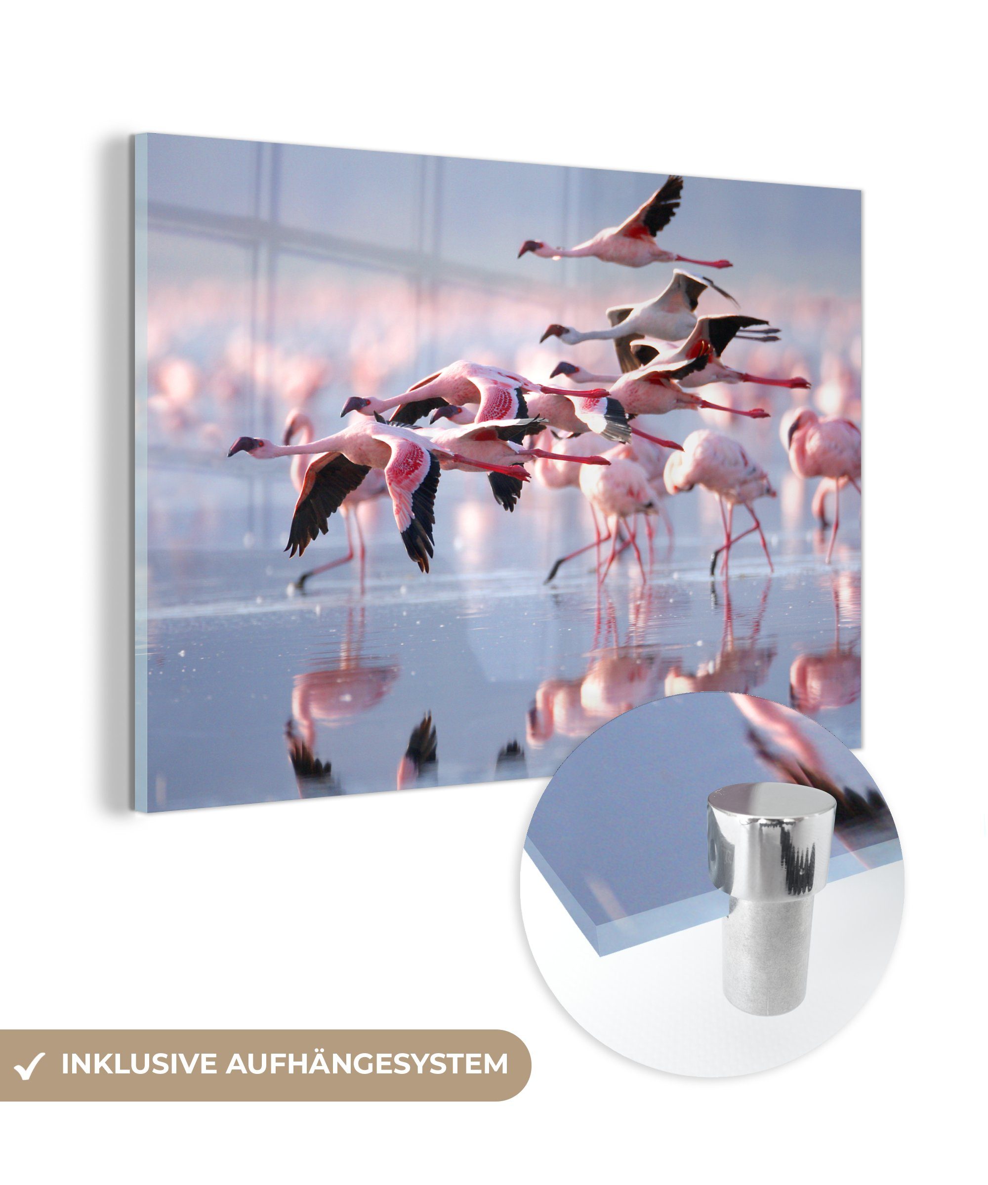 MuchoWow Acrylglasbild Rosa Wasser, Wohnzimmer St), Schlafzimmer & dem Acrylglasbilder Flamingos auf (1