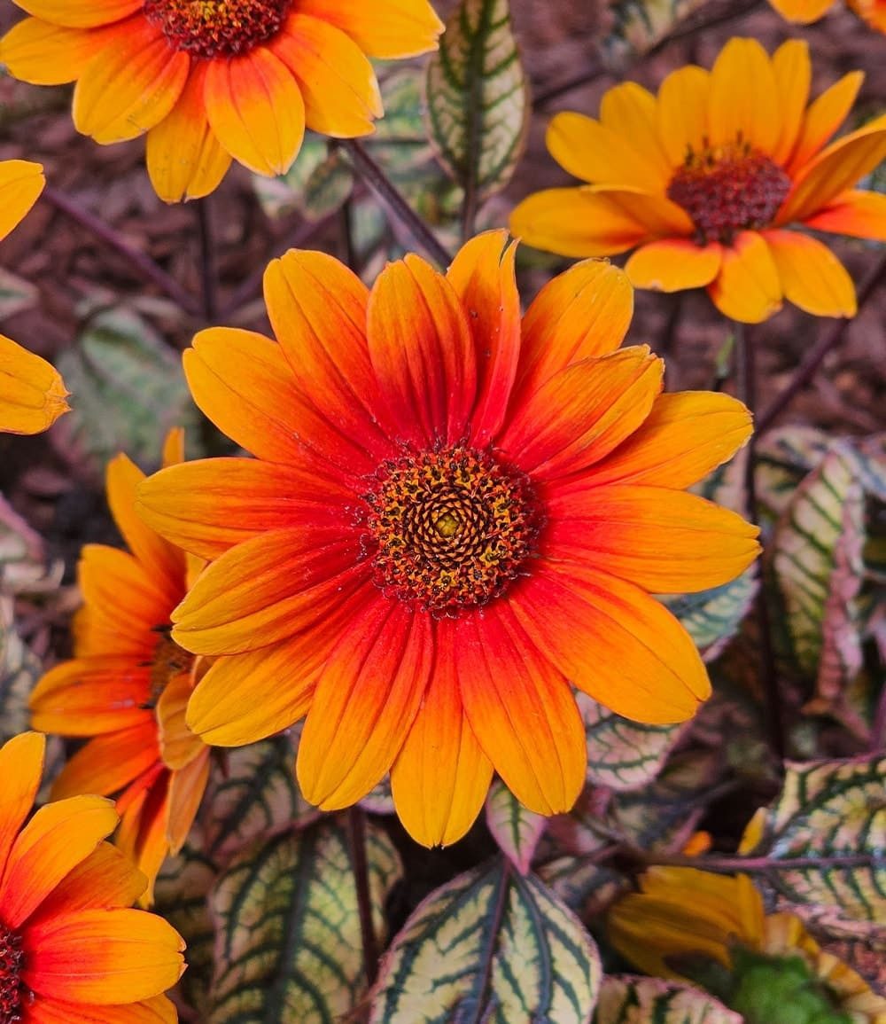 BALDUR Garten Staude Sonnenauge 'Orange Marble®', 1 St., Trochenresistent, winterhart, lange Blütezeit, bienenfreundlich