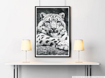 Sinus Art Poster Porträt eines Schneeleoparden schwarz weiß 60x90cm Poster