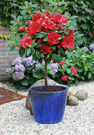 BCM Gehölze »Rhododendron-Stämmchen«, Halbstamm: 60 cm, 1 Pflanze