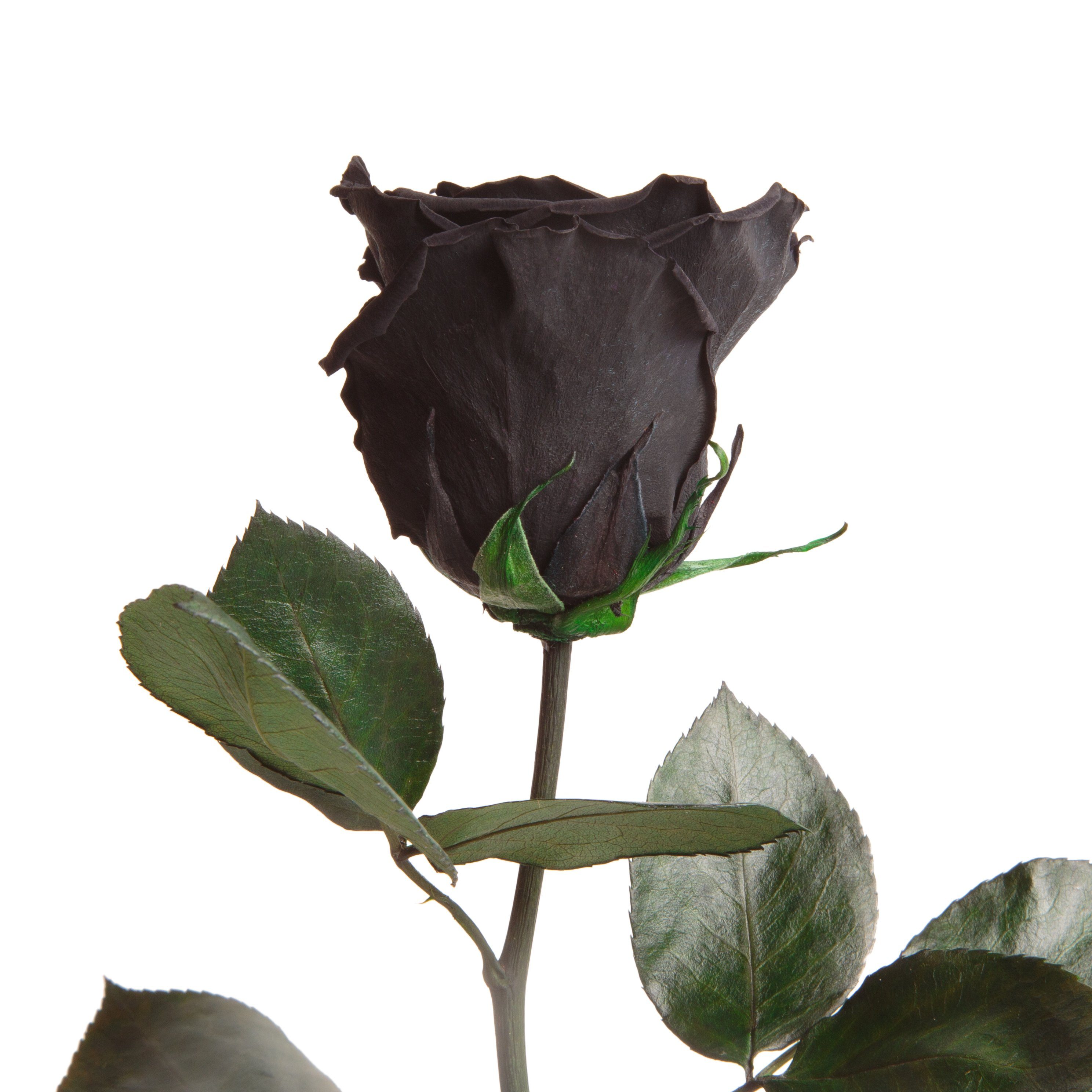 Kunstblume Ewige Rose konserviert mit Stiel echte haltbare Blume Rose, ROSE günstig online kaufen