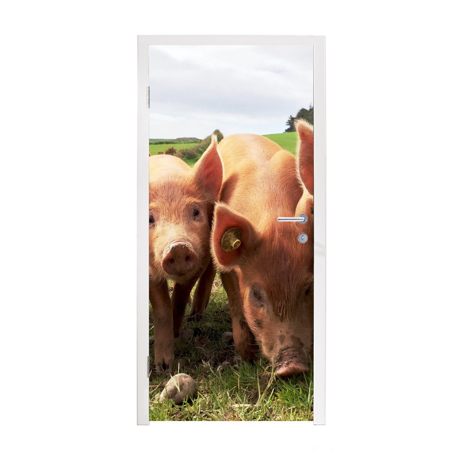 MuchoWow Türtapete Schweine - Groß - Tiere, Matt, bedruckt, (1 St), Fototapete für Tür, Türaufkleber, 75x205 cm