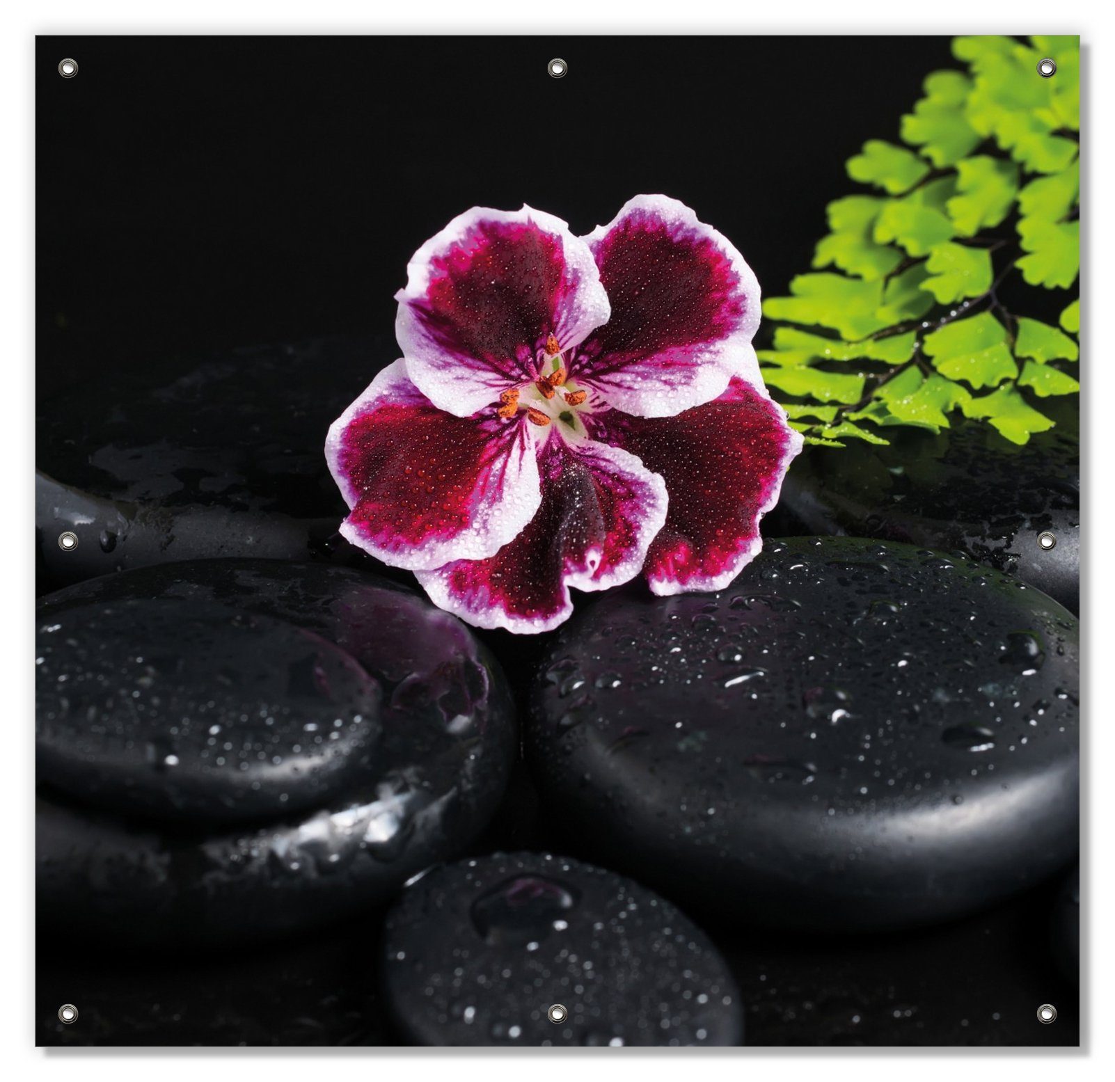 Sonnenschutz Geranienblüte auf schwarzen Steinen, benetzt mit Wassertropfen, Wallario, blickdicht, mit Saugnäpfen, wiederablösbar und wiederverwendbar