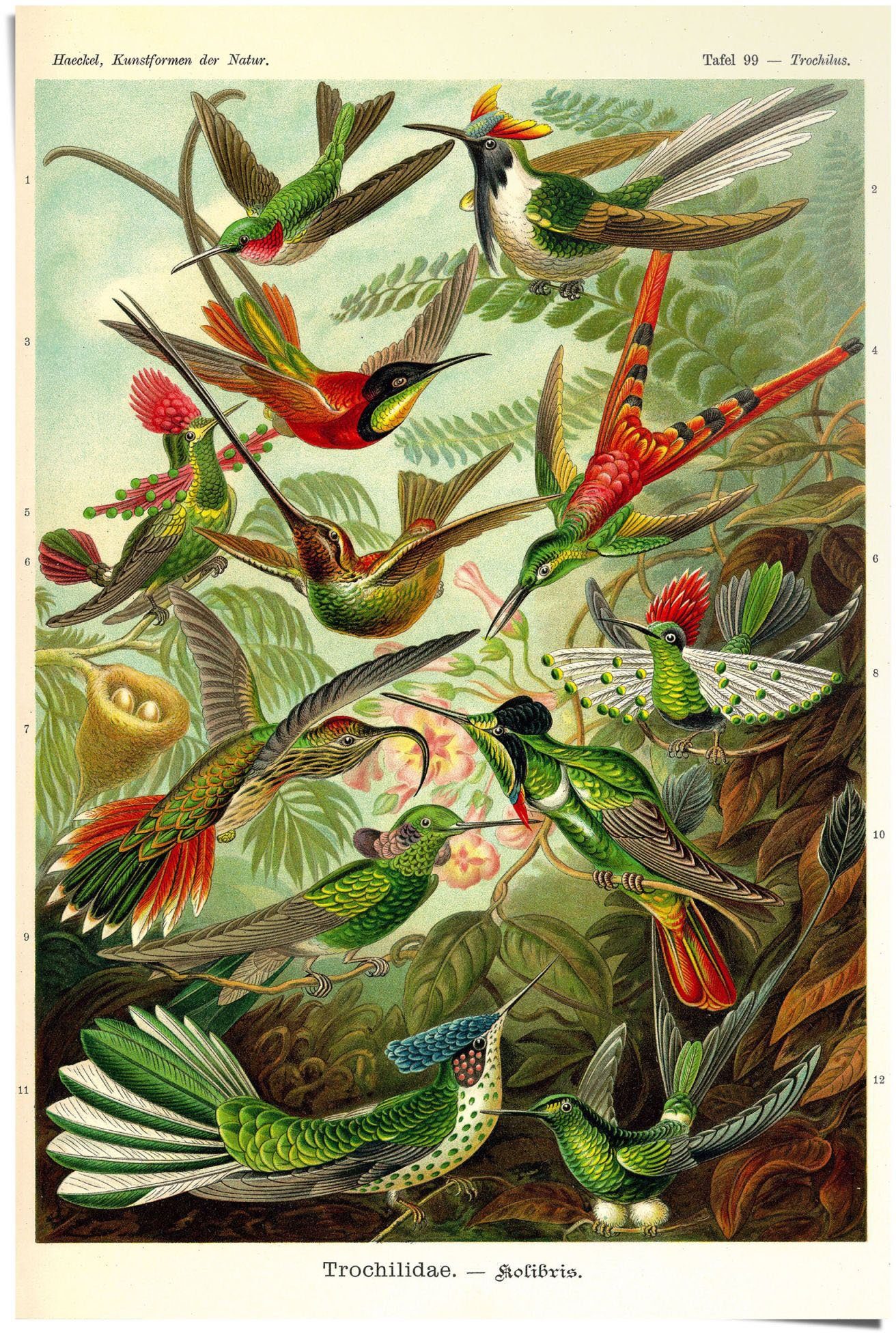 (1 Reinders! Poster Kolibris Lithografie, St)