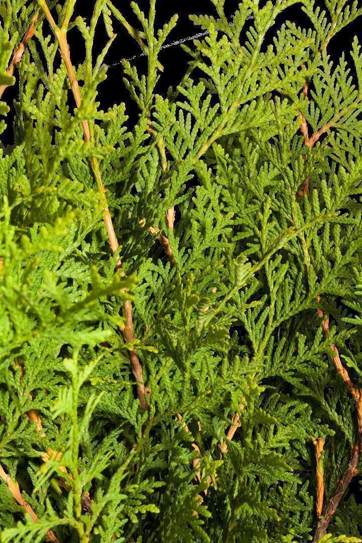 Pflanzen für Dich Konifere Thuja occ. Brabant, 1 St., Lebensbaum, Abendländischer Lebensbaum, immergrün, schnellwachsend