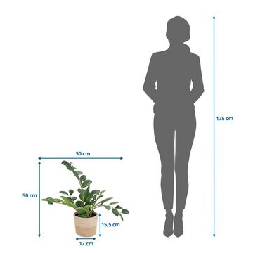 Kunstpflanze Kunstpflanze ZAMIE Kunststoff, Stoff Zamioculcas Zamiifolia, hjh OFFICE, Höhe 50.0 cm, Pflanze inkl. Rattankorb