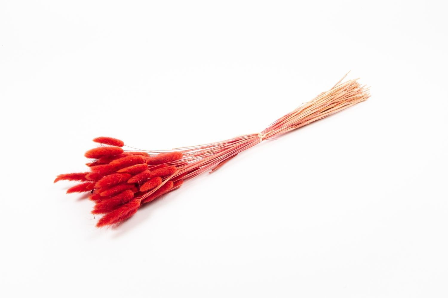 Trockenblume Lagurusgras getrocknet BORKA, Bund, rot, 55-75cm, Ø12cm, INNA-Glas, Höhe 75.0 cm