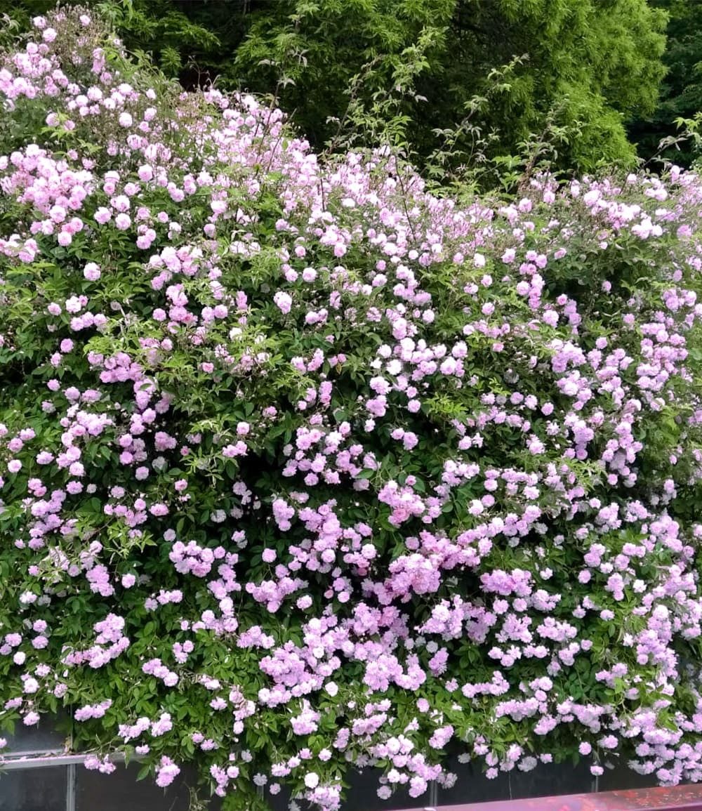 BALDUR Garten Rose Rambler-Rose 'Paul's Himalayan Musk Rambler', 1 St., Climbing-rose,duftend,winterhart, mehrjährig, pflegeleicht – Bild 3 von 3