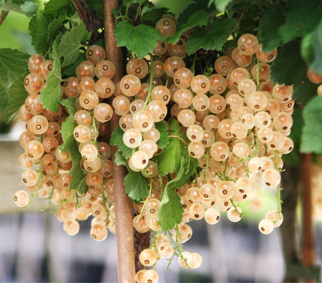 Dehner Obstpflanze Johannisbeere Weiße Versailler, Ribes rubrum, weiße Früchte