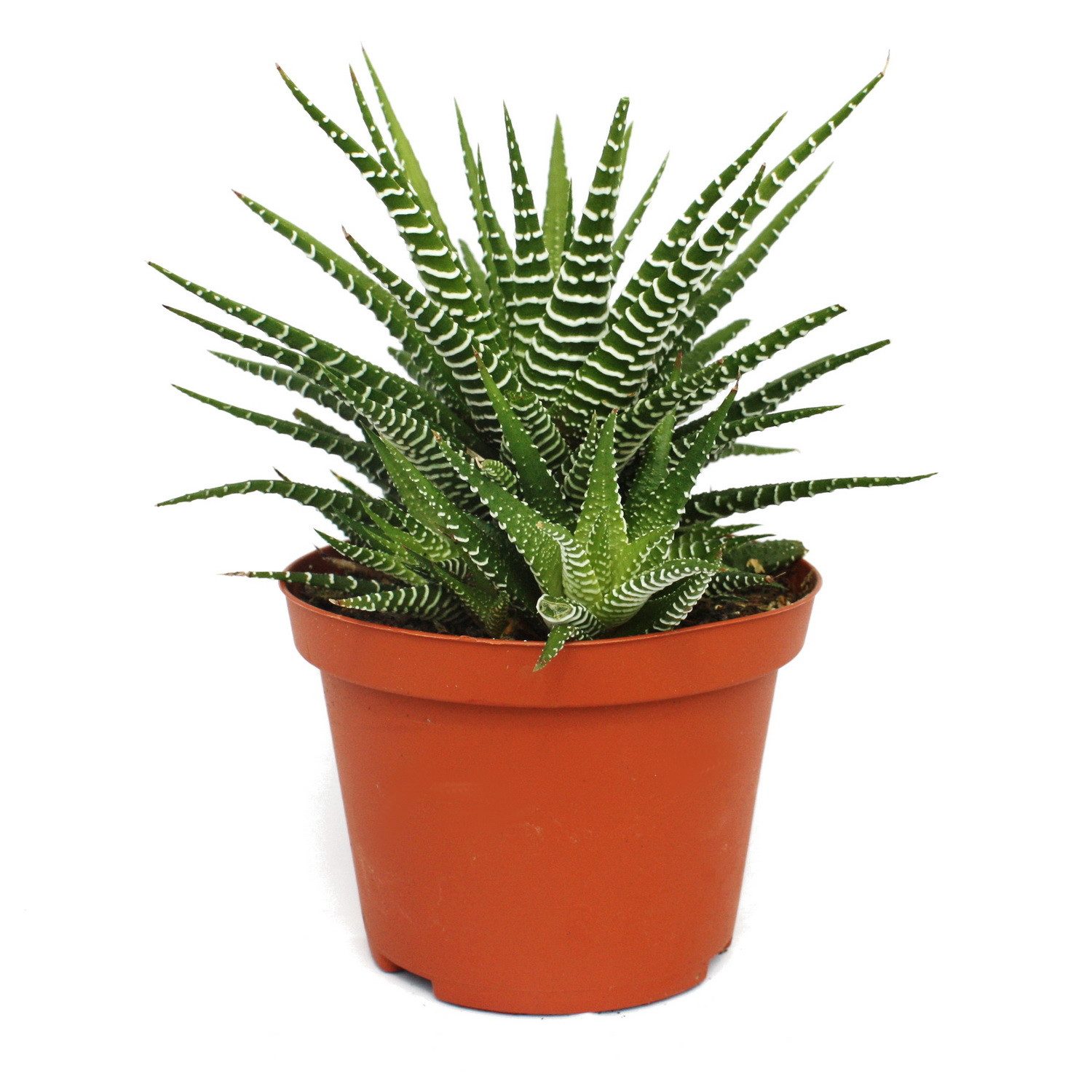 Exotenherz Kaktus Haworthia fasciata "Big Band" - Pflanze im 10,5cm Topf günstig online kaufen