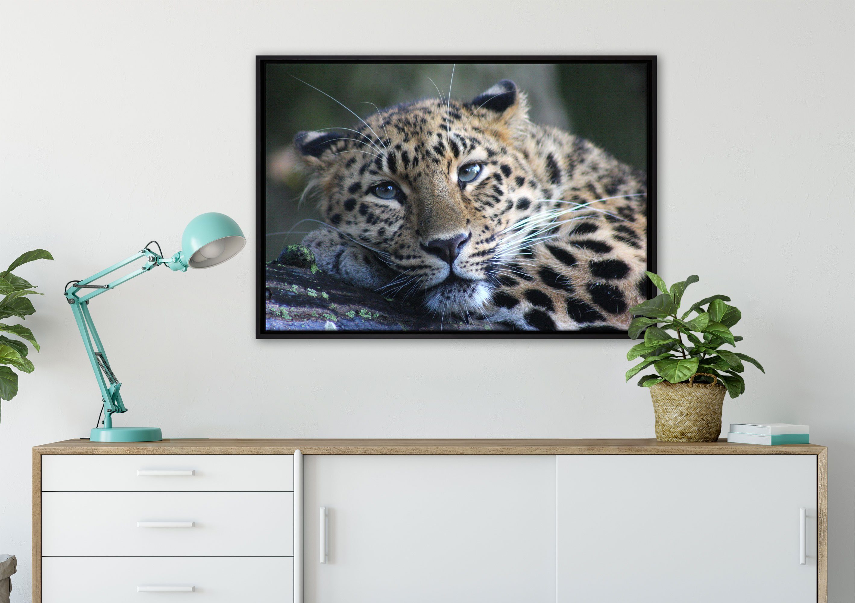 gefasst, St), einem Pixxprint inkl. Schattenfugen-Bilderrahmen Leinwandbild in bespannt, ruhender Leopard, (1 Zackenaufhänger Leinwandbild fertig Wanddekoration