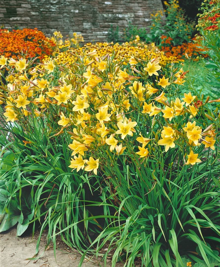 Pflanzen für Dich Staude Hemerocallis cult. Lemon Bells, 1 St., Taglilie