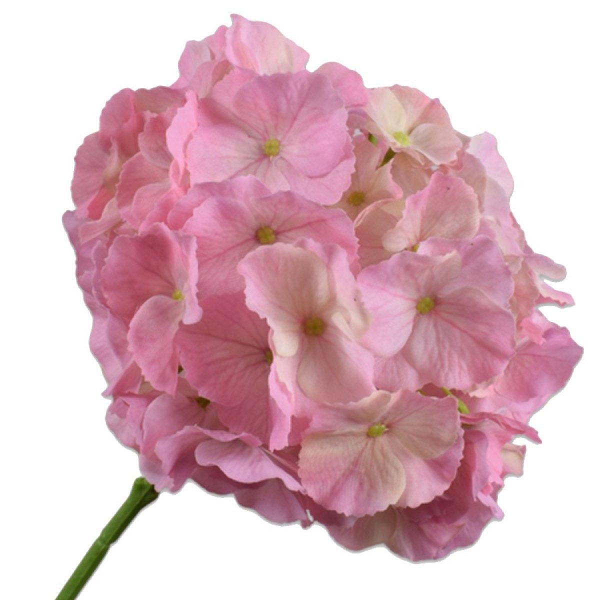 Künstliche Zimmerpflanze Seidenblume Hortensie Hydrangea Pink (75cm), SILK-KA