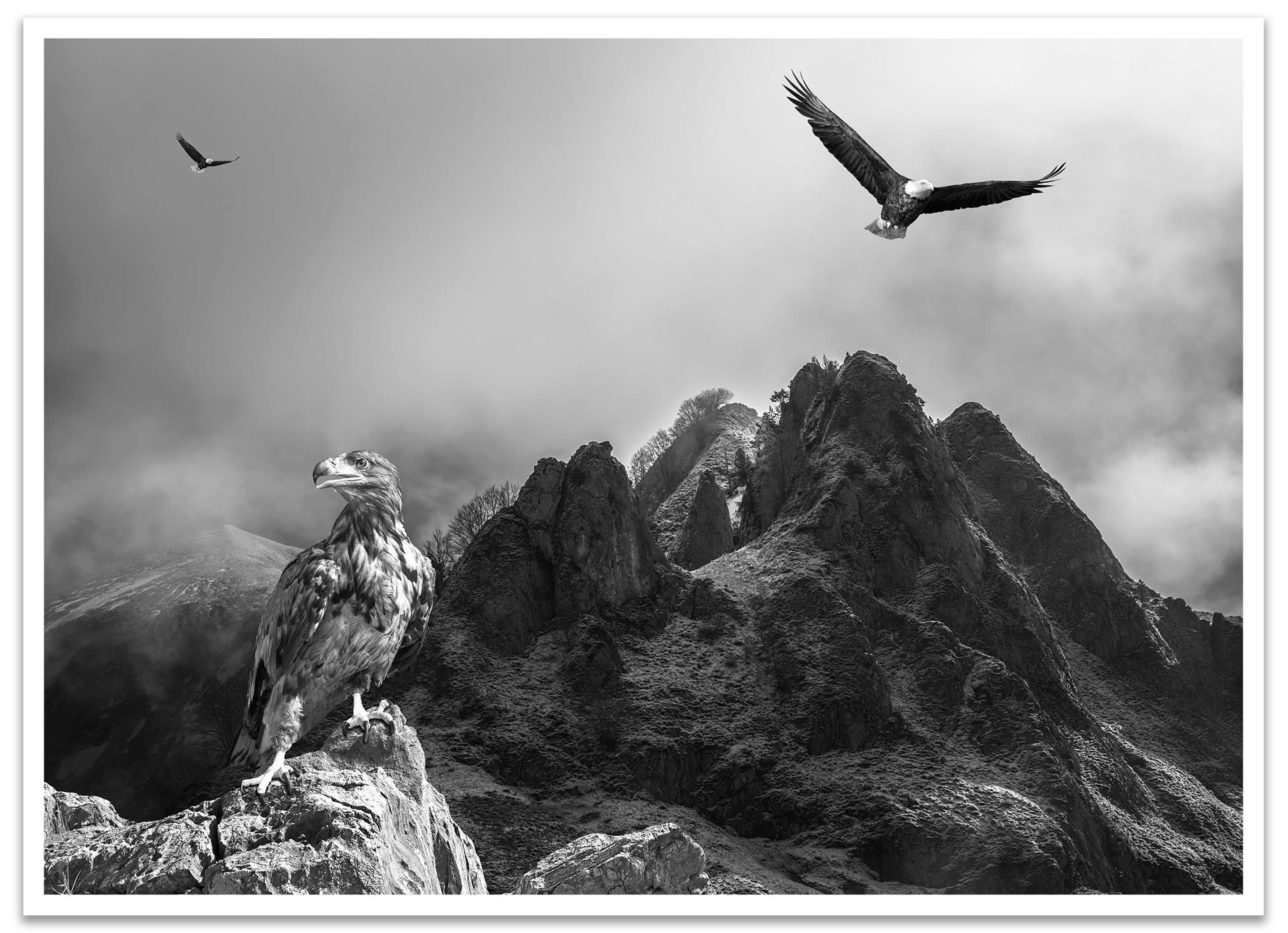 Größen Adler, Schwarz (1 Poster versch. St), in Weiss Wandbild, wandmotiv24 Berge, Poster Wanddeko, & Gebirge,