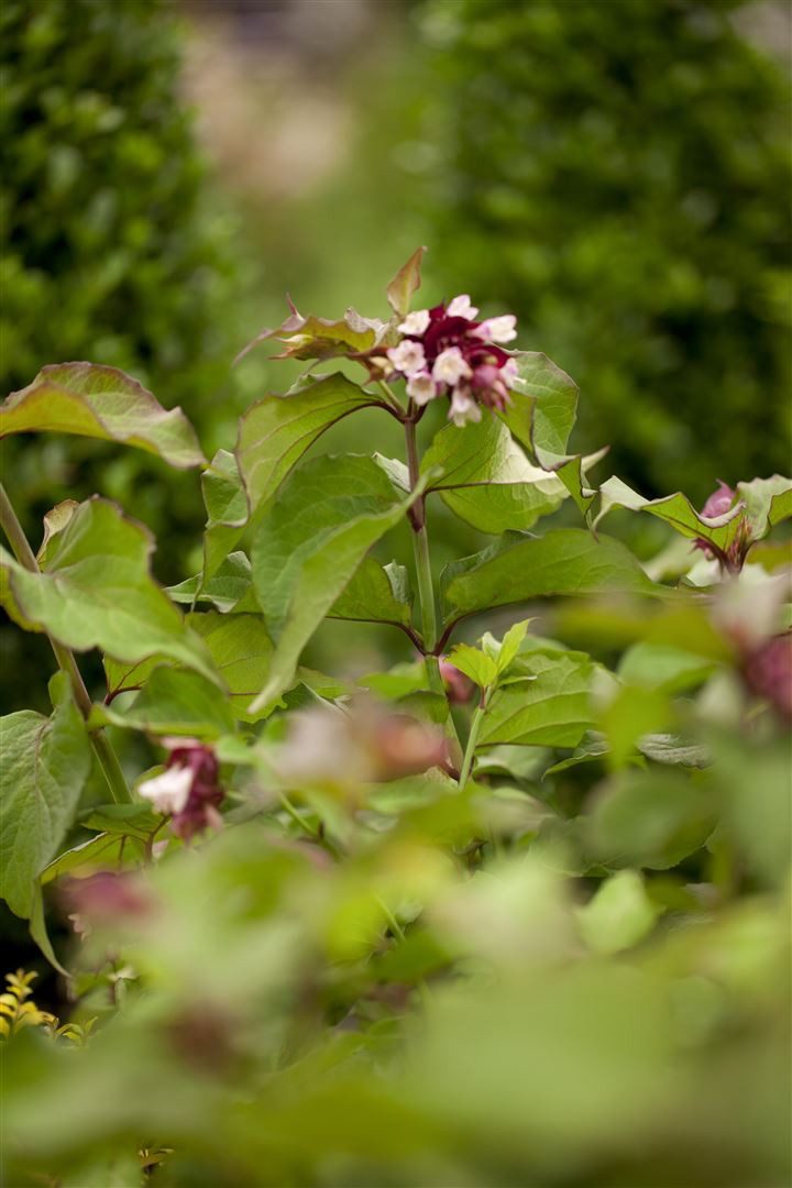 Pflanzen für Dich Gehölze Leycesteria formosa Purple Rain, 1 St., Schönfrucht, Karamellbeere, Himalaya-Baummalve