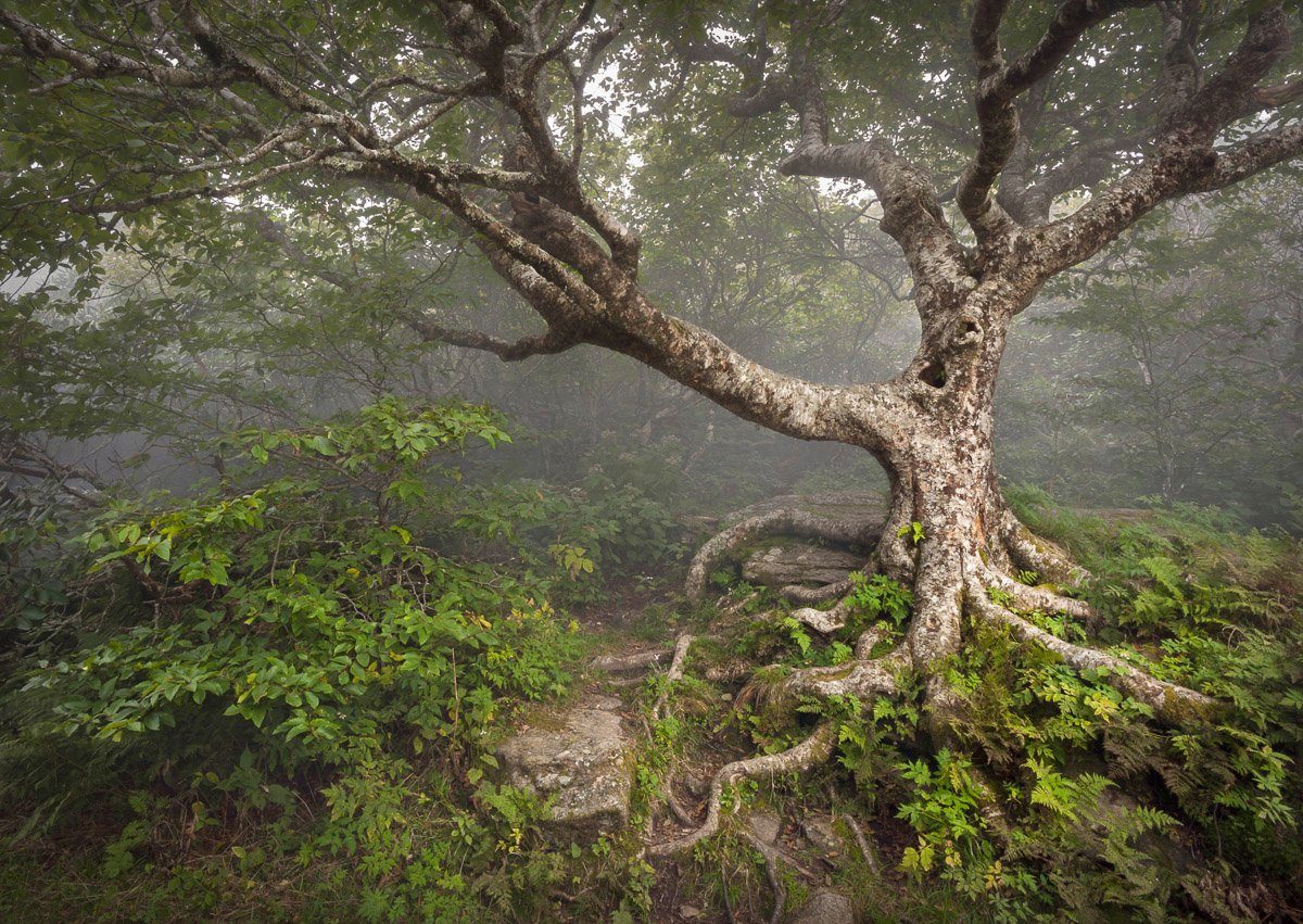Gruseliger Fototapete Papermoon Wald