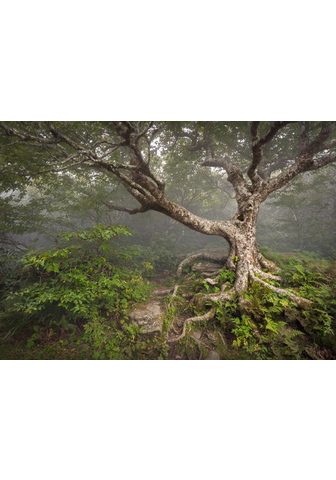 Papermoon Fototapetas »Gruseliger Wald« Vliestap...