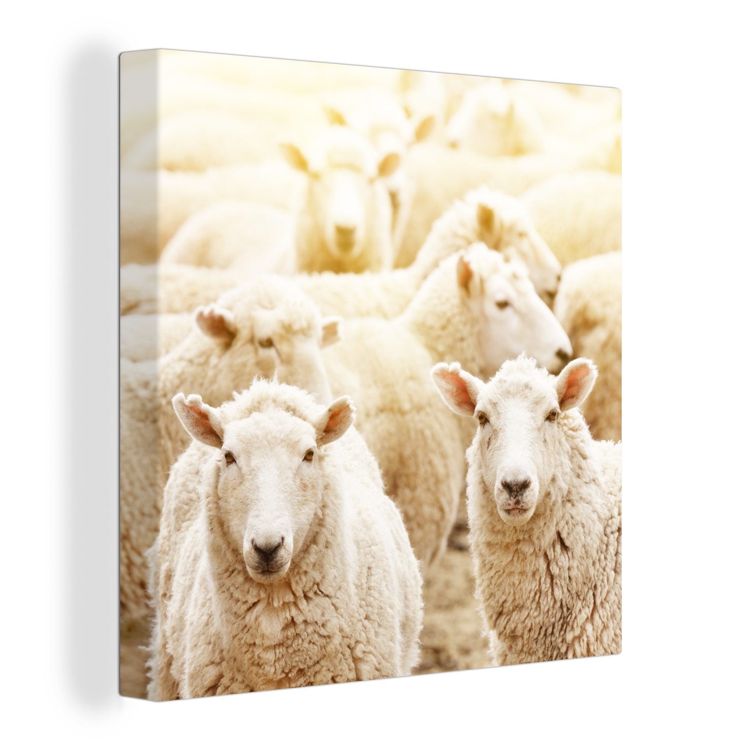 OneMillionCanvasses® Leinwandbild Schafe - Wolle - Weiß, (1 St), Leinwand Bilder für Wohnzimmer Schlafzimmer