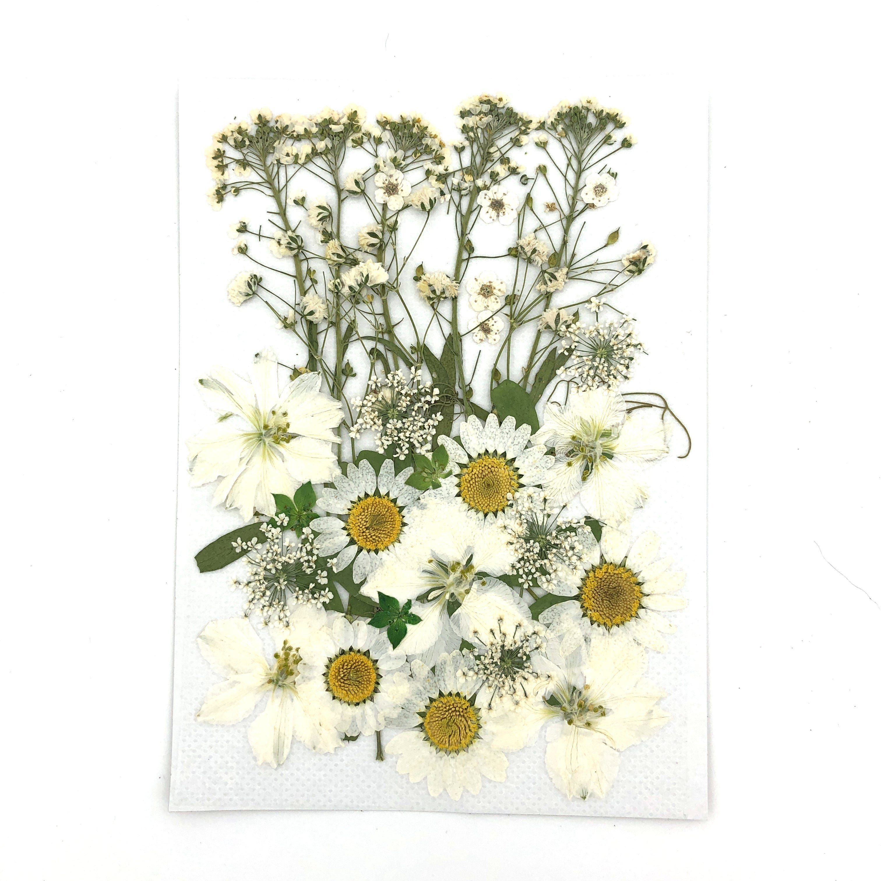 Trockenblume Gepresste Blumen und Blüten in vielen Farben - Weiß, Kunstharz.Art