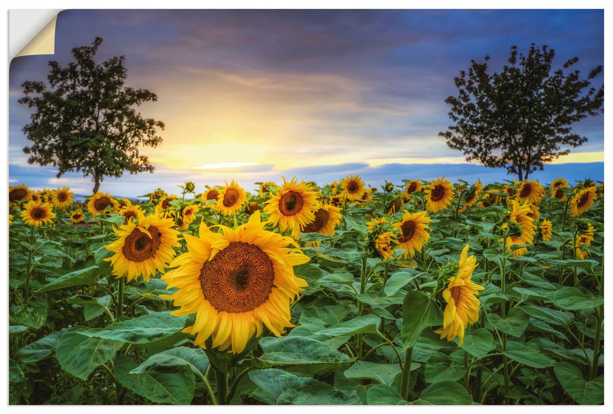 Artland Wandbild Sonnenblumen IV, in Alubild, Blumen versch. Poster (1 oder Größen St), als Wandaufkleber Leinwandbild