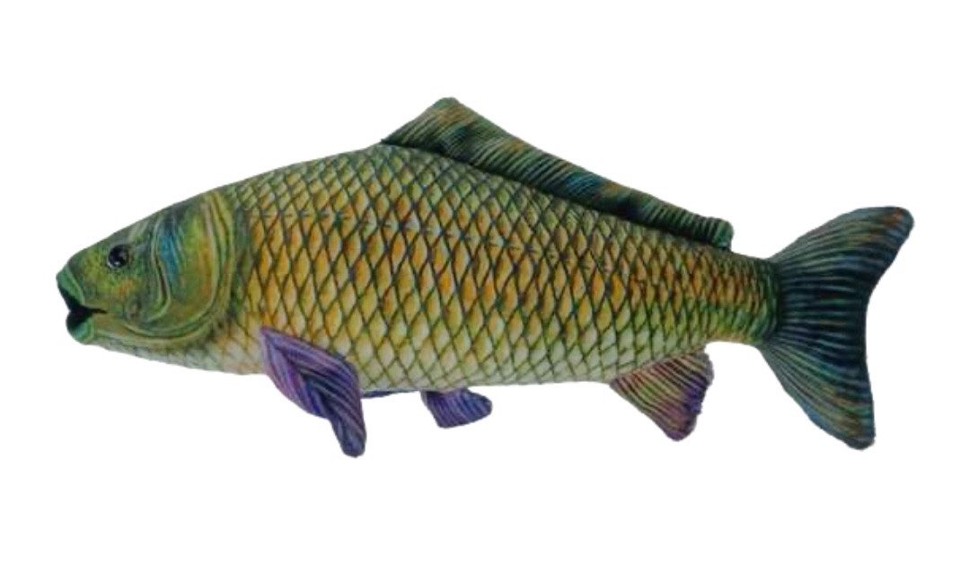 Teddys Rothenburg Kuscheltier Fisch Karpfen 27 cm grün Plüschtier Stofffisch (Stofftier, Plüschfisch, Stoffkarpfen, Plüschkarpfen)