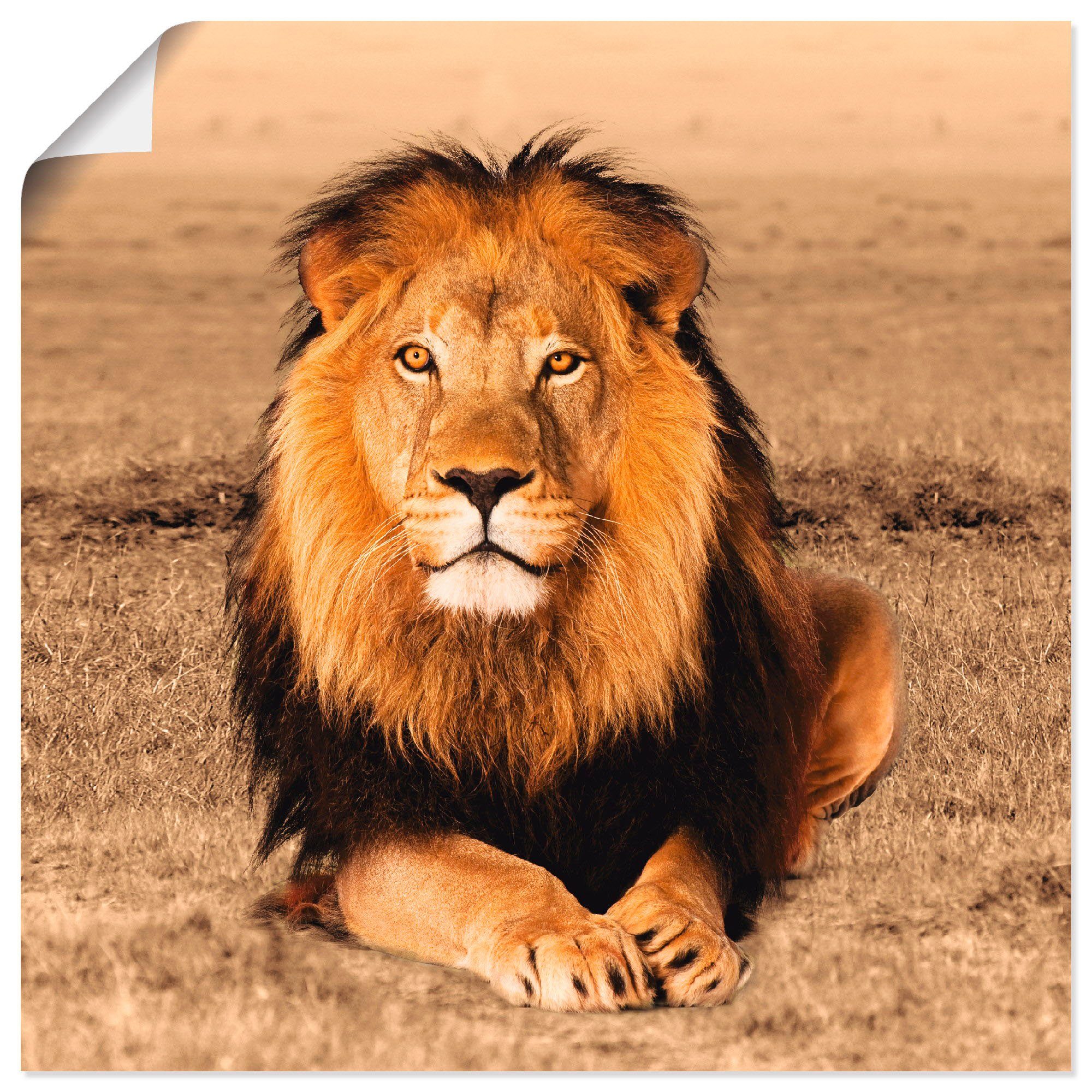 Wildtiere (1 St), in Artland Poster Größen Wandaufkleber Leinwandbild, Alubild, Wandbild oder als Löwe, versch.