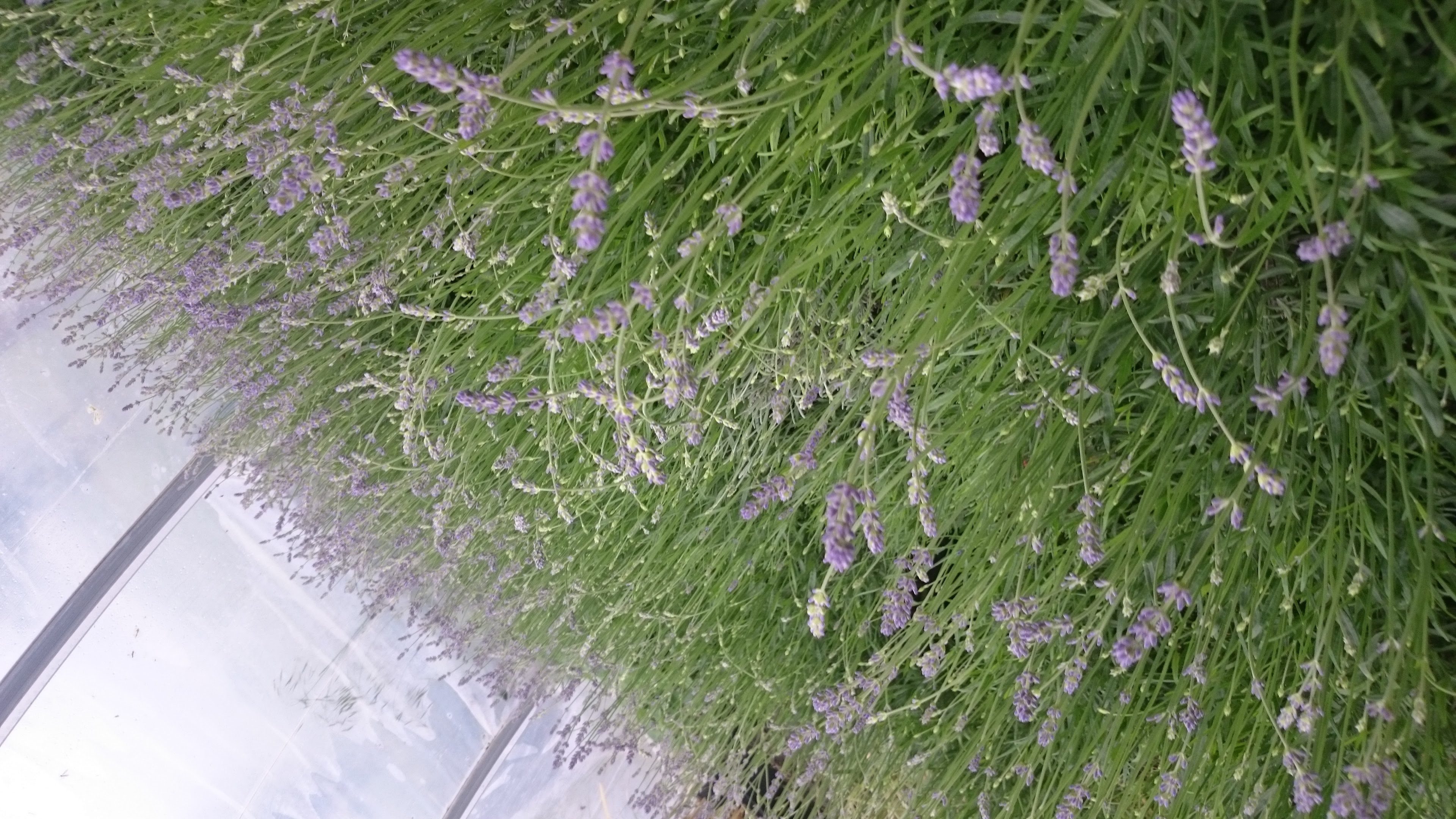 Baumschule Gold Staude 6 Lavendel Pflanzen Lavandula angustifolia Hidcote Blue
