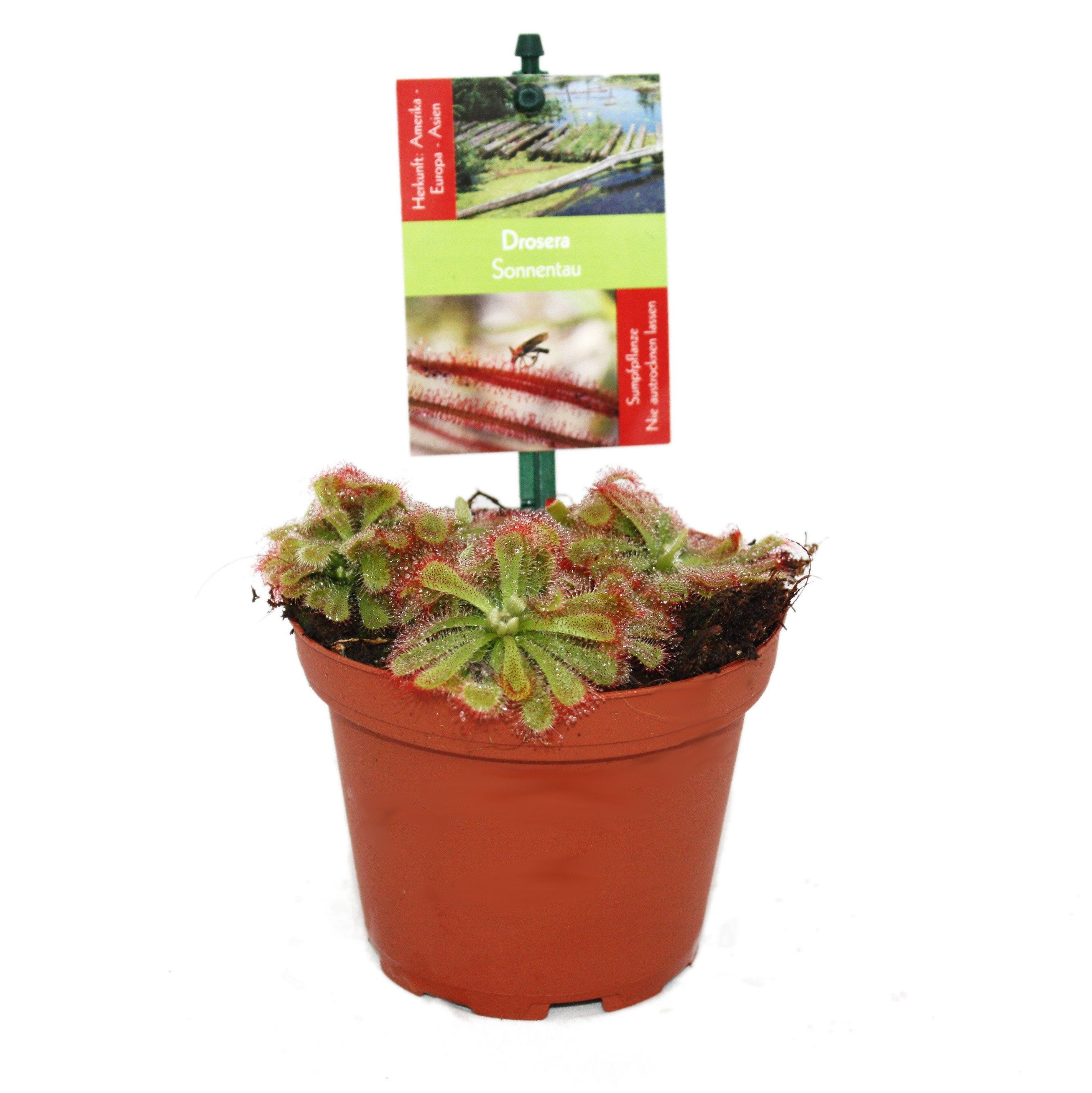 Exotenherz Zimmerpflanze Sonnentau - Drosera alicae - 9cm Topf