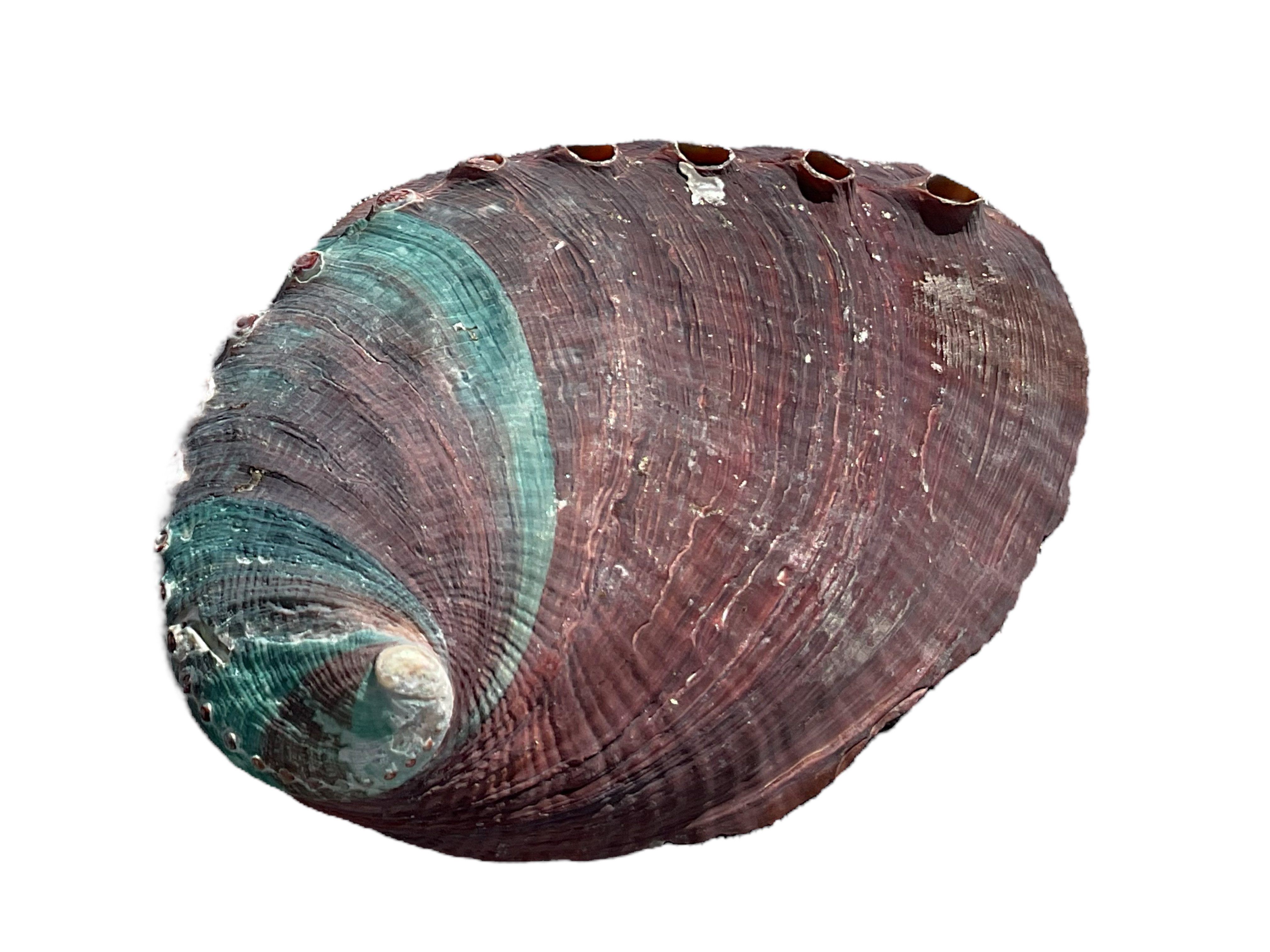 Steinfixx® Dekoschale Abalone Paua Muschel I Räucherschale I Perlmutt Meeresmuschel (100 % echt aus Mexiko, 1 St., Seifenschale I Schmuckschale), 100x70x15 mm – Bild 4 von 5