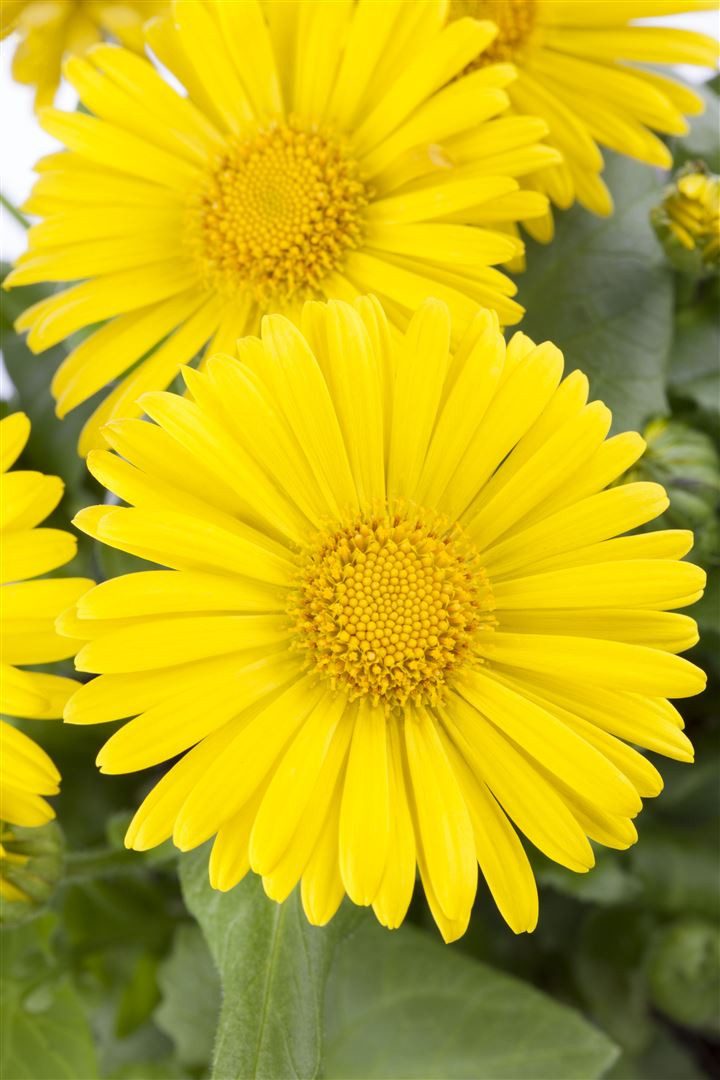 Pflanzen für Dich Staude Doronicum orientale Little Leo, 1 St., Gemswurz, Gämswurz