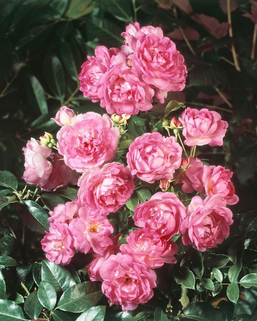 Pflanzen für Dich Rose Rosa Jasmina