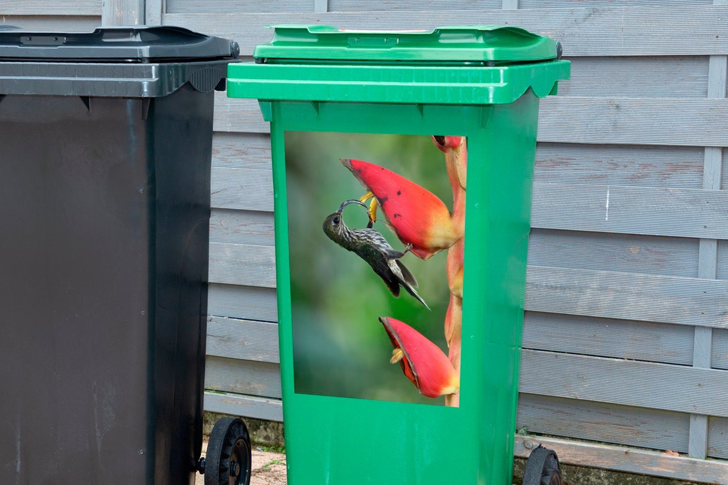 der Container, Abfalbehälter (1 Mülleimer-aufkleber, Nähe Mülltonne, der Heliconia in MuchoWow der St), in Hakenschnabelkolibri Wandsticker Sticker, pogonantha Blüte